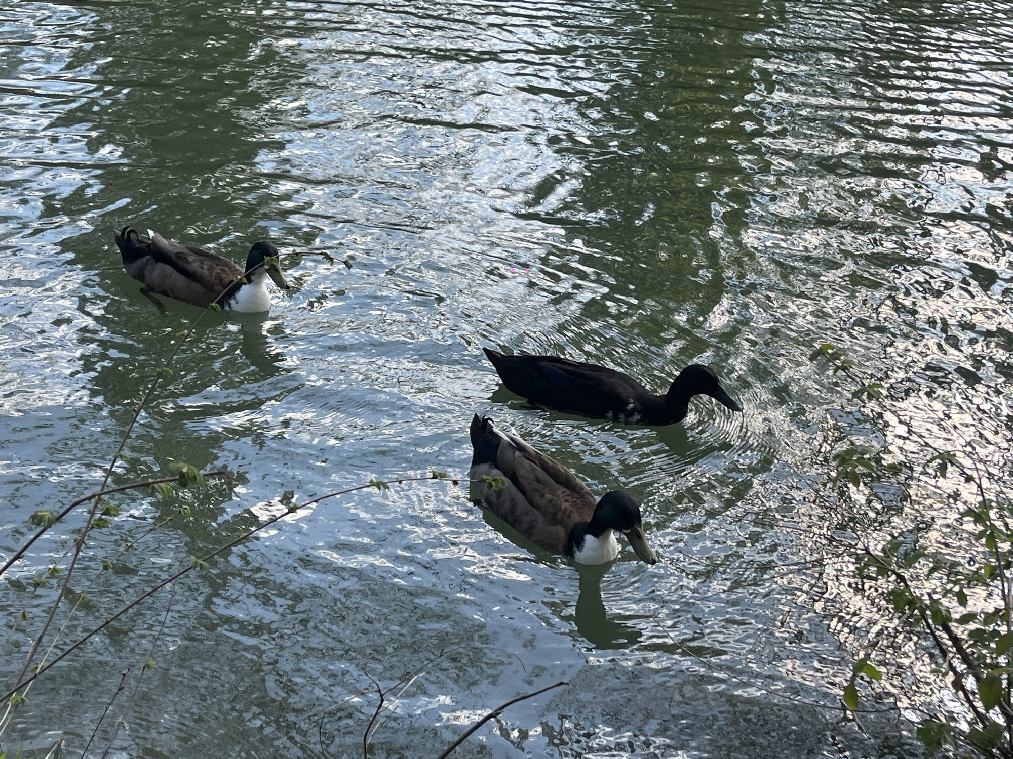 The image depicts four ducks swimming in a body of water, possibly a pond or lake. Three of the ducks are brown and white, while one is completely black. The water's surface is reflective, showing patches of light. Branches with small green leaves are visible in the foreground, suggesting the presence of shoreline vegetation. While it is not possible to determine that the location is Krasnodar, Russia, with only the information in this image.