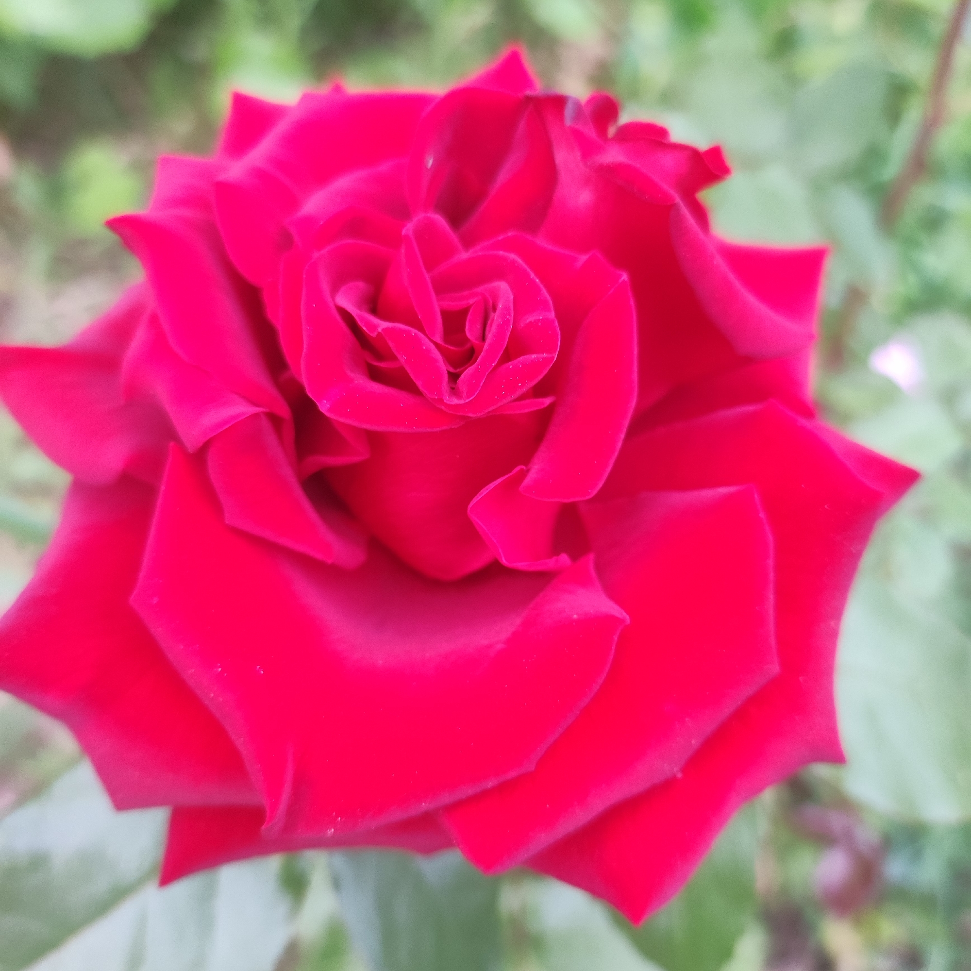 This is a close-up, medium shot photograph of a vibrant red rose in full bloom. The rose is the sole subject, occupying the majority of the frame. Its petals are unfurled, revealing a complex, spiraling pattern at its center. The texture of the petals appears soft and velvety, with a slight sheen suggesting dew drops or a light mist on their surface. The color is a deep, rich red, almost crimson, with subtle variations in tone due to the play of light.
The background is softly blurred, composed of various shades of green foliage and hints of other muted colors, suggesting an outdoor garden setting. The shallow depth of field effectively isolates the rose, making it the undeniable focal point. There are no people, text, or explicit indicators of time of day or weather, other than the diffused light which suggests it is likely daytime, possibly overcast or in dappled shade. The overall impression is one of natural beauty and serenity. Given the provided location context of Navoloki, Russia, the image evokes a sense of a garden in that region. The activity taking place is simply the natural unfolding and existence of the rose.