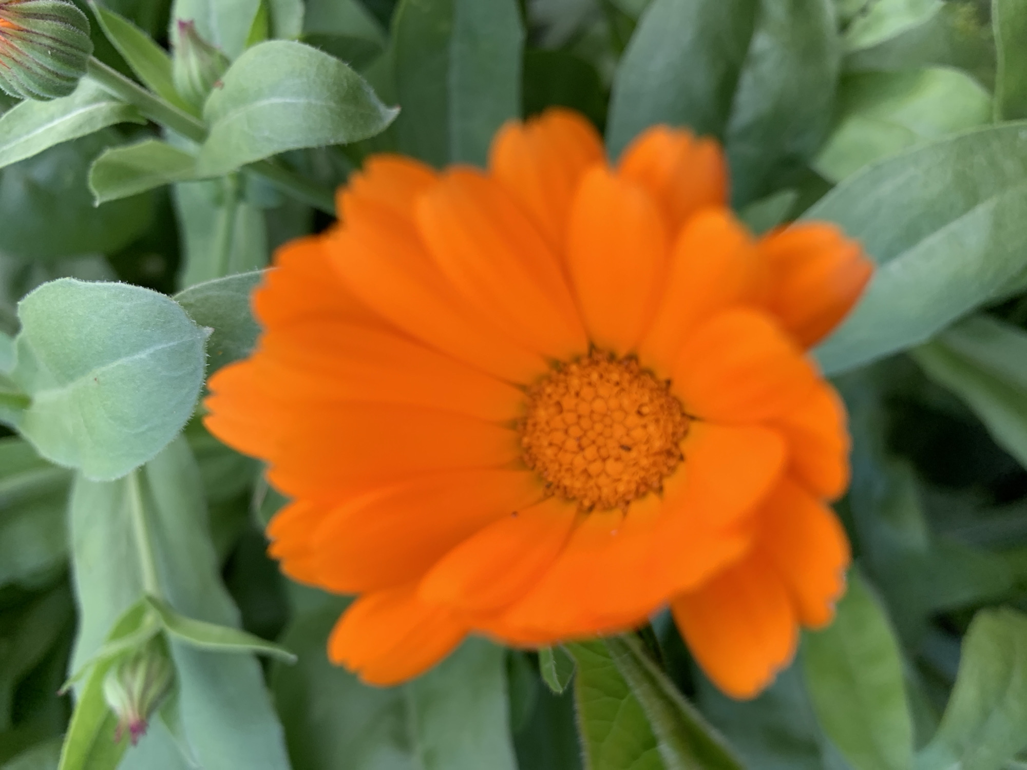 The image displays a close-up, slightly blurred view of an orange calendula flower in bloom, surrounded by lush green foliage. The flower is the central subject, with its bright orange petals radiating from a darker, textured center. Several unopened flower buds and large, soft green leaves fill the background and frame the central bloom. The overall impression is one of natural growth in an outdoor setting. The specific location within Блеўчыцкі сельскі Савет, Belarus, is not discernible from the visual information provided in the image.