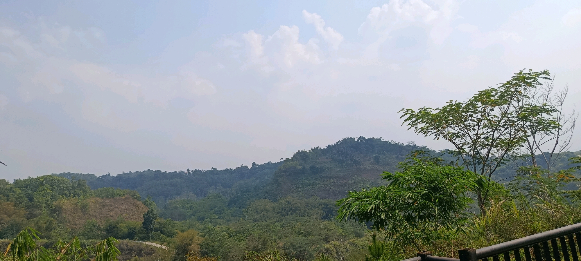 The image depicts a lush, green mountainous landscape under a hazy sky with scattered clouds. In the foreground, a dark railing runs along the bottom right of the frame, suggesting a vantage point or viewing deck. To the right of the railing, a large tree with vibrant green, feathery leaves dominates the middle ground, with a dead, bare tree beside it. Further to the left, the landscape transitions into rolling hills covered in dense vegetation, including bamboo and various types of trees. In the distance, the mountains fade into a soft, atmospheric haze. The scene is natural and serene, with no people or animals visible. The overall impression is of a natural park or a scenic viewpoint in a tropical region. Given the location of Megamendung, Indonesia, this scene likely represents the natural beauty of the area, possibly within a nature reserve or a hilly district known for its greenery.
