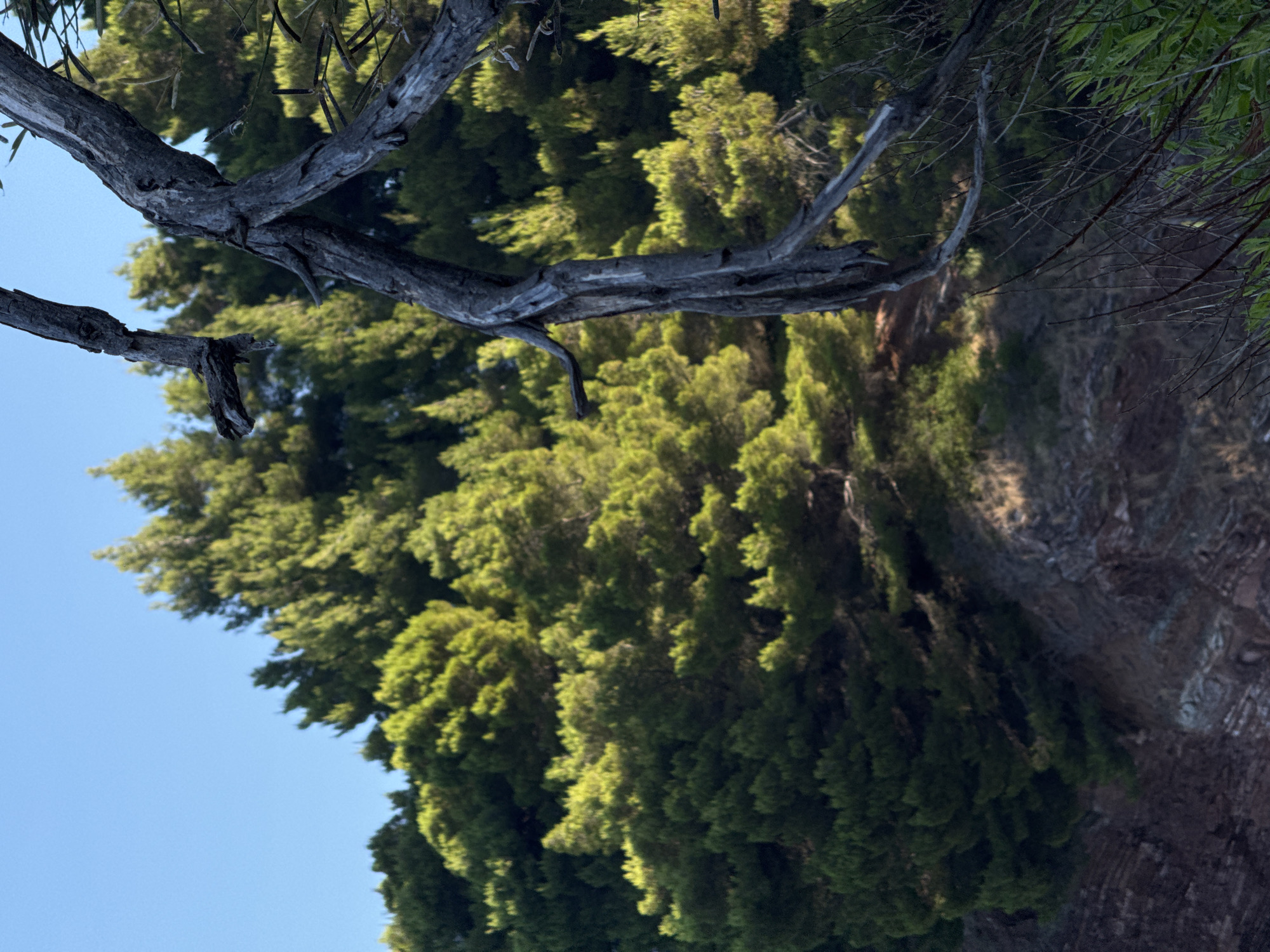 A close-up, low-angle shot captures a gnarled, dead tree branch in the foreground, its weathered grey wood stark against a backdrop of lush green pine trees. The pines, illuminated by the sun, create a dense, textured forest that covers a rocky hillside. The sky above is a clear, bright blue. The scene is set in the vicinity of Sveti Stefan, Montenegro, a coastal resort town known for its dramatic landscapes and historic islet. The focus is on the textures and contrasts of nature: the dead wood versus living foliage, the rough bark against soft needles, and the interplay of light and shadow on the hillside. There are no people or man-made objects prominently featured.