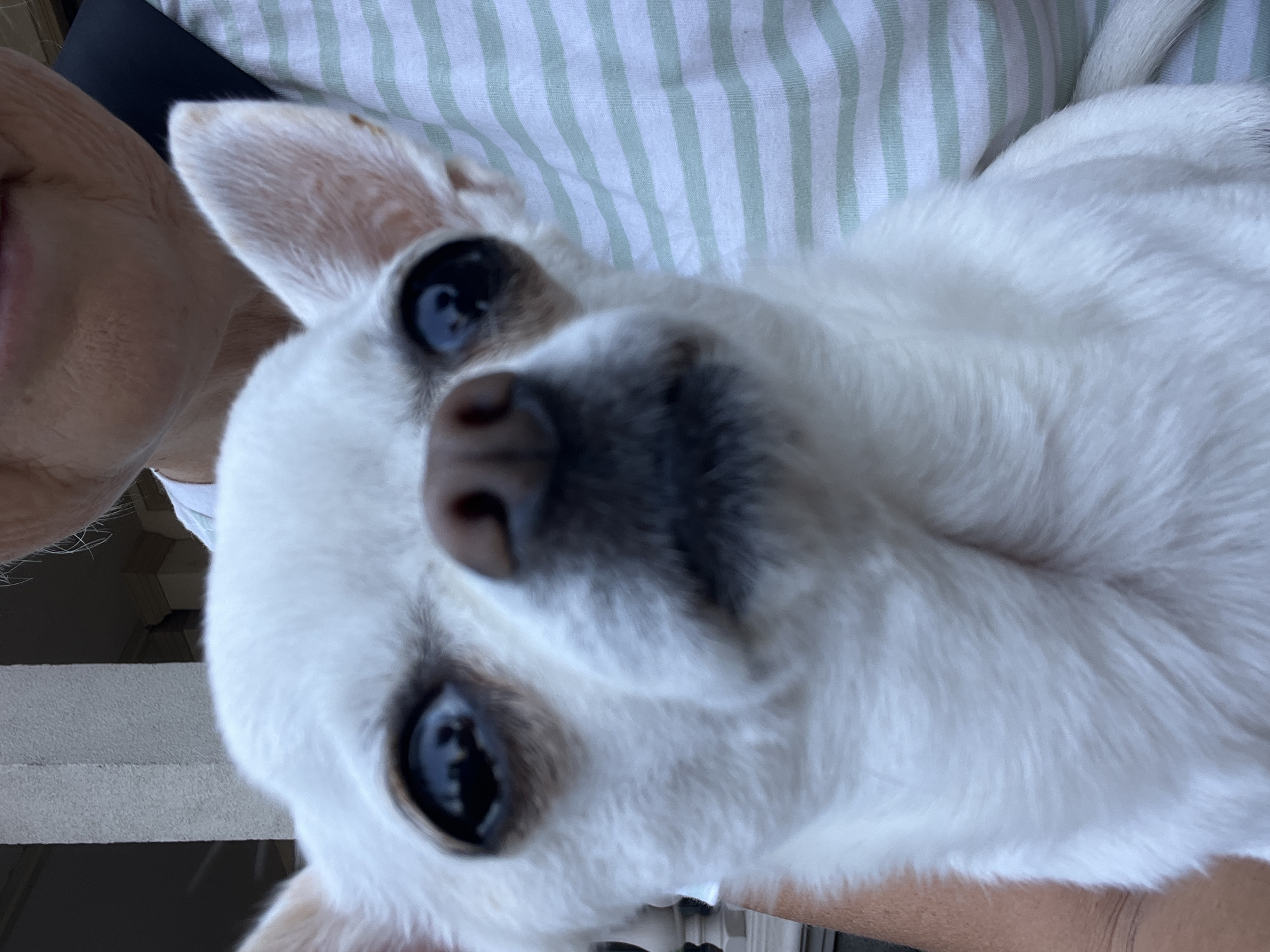 The image shows a close-up of a white chihuahua dog being held by a person. The dog's face fills most of the frame, with its large dark eyes and small nose prominent. The dog is white with some light brown markings on its ears. The person holding the dog is partially visible, wearing a striped shirt with light green and white stripes. The background is out of focus but appears to be an outdoor setting with architectural elements, possibly a building with columns. There are no specific indicators that place the image in Fontanka, Ukraine.