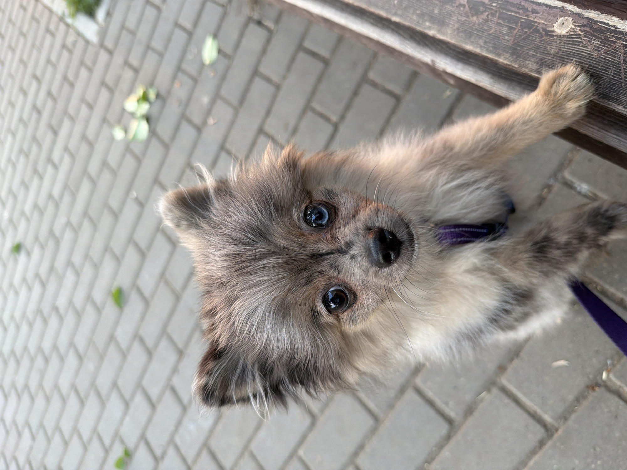 A small, fluffy Pomeranian puppy with merle coloring and heterochromia (one brown eye, one blue eye) is standing on its hind legs, reaching up. The puppy is wearing a purple harness and leash. It is positioned on a paved surface made of grey rectangular bricks, which appears to be a walkway or public square. A weathered wooden bench is visible to the right of the puppy. Scattered green leaves are present on the ground in the background, suggesting an outdoor setting in an urban environment. The lighting indicates it is daytime.