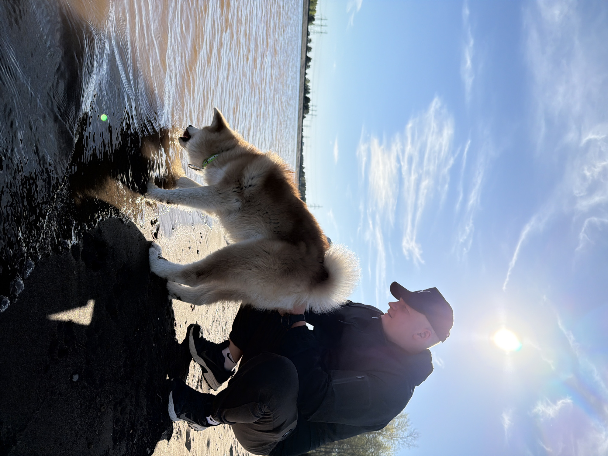 On a bright, sunny day in Chaikovsky, Russia, a light brown and white Akita dog with a green collar is standing in shallow water, facing the water's edge. The dog is interacting with the water, possibly barking or trying to catch something. A man wearing a black jacket, black pants, black shoes with white accents, and a black baseball cap is kneeling on the sand next to the dog. He appears to be holding or petting the dog, engaging in a playful interaction. The scene is set on a sandy shore where the water meets the land. In the background, there is a body of water stretching to the horizon and a bright blue sky with wispy white clouds. There are some trees and structures visible in the distance. The sun is shining brightly, creating lens flare in the image.