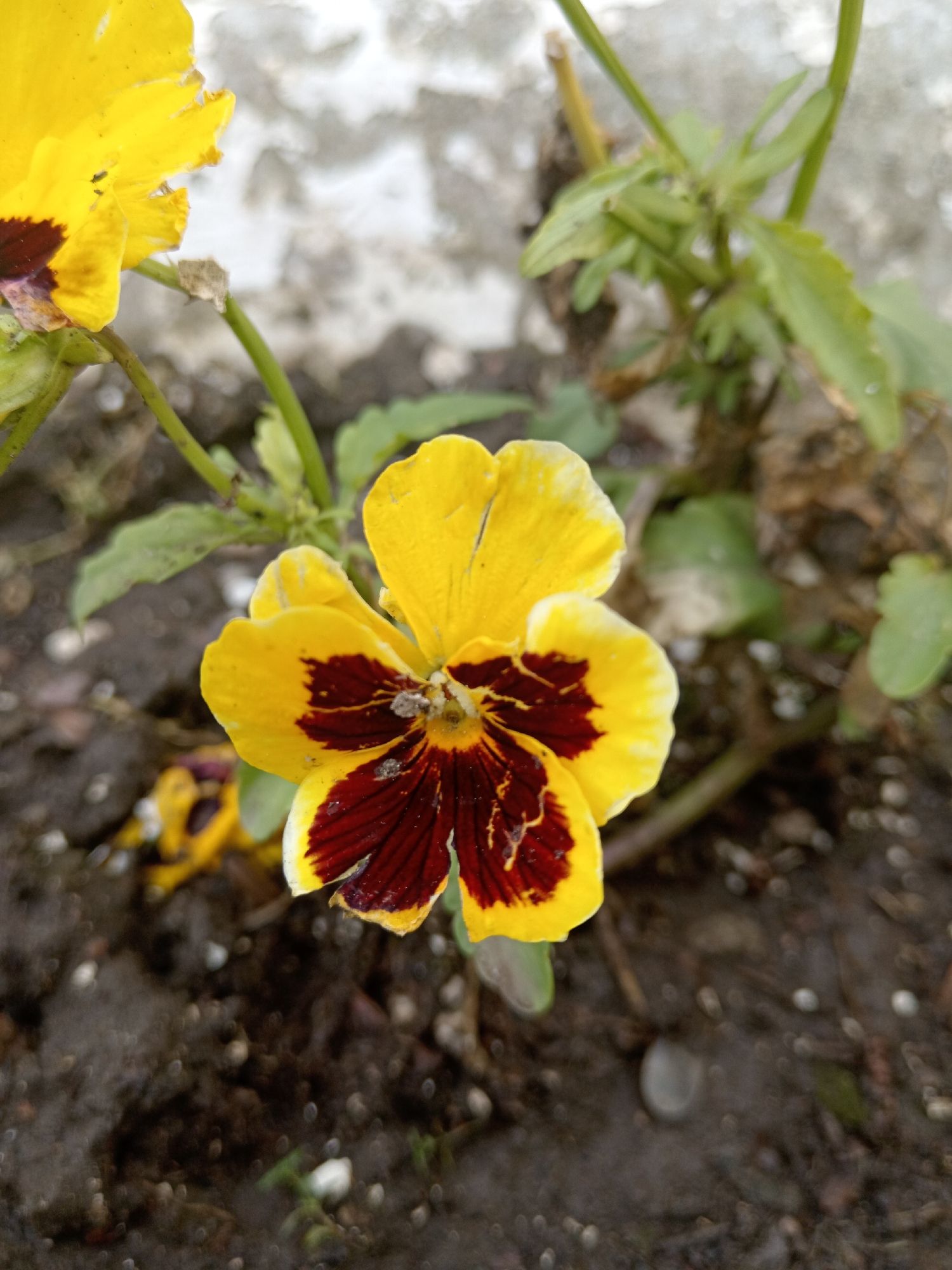 A close-up, eye-level shot focuses on a yellow and dark red pansy flower in the foreground. The flower has five petals, with the top two being predominantly yellow and the lower three featuring a deep red or maroon center that extends outwards. Small dark specks are visible on the petals. The flower is supported by a thin green stem. To the left, another partially visible yellow pansy is in the background, slightly out of focus. Green leaves and stems of the plant are visible around the main flower, some appearing wilted. The ground beneath the flower is dark, earthy soil with small pebbles and some dried plant debris. In the background, a mottled, light-colored wall or surface is visible, slightly blurred. The overall environment suggests an outdoor garden setting in Uchkeken, Russia, though no specific landmarks or context beyond the natural elements are present.