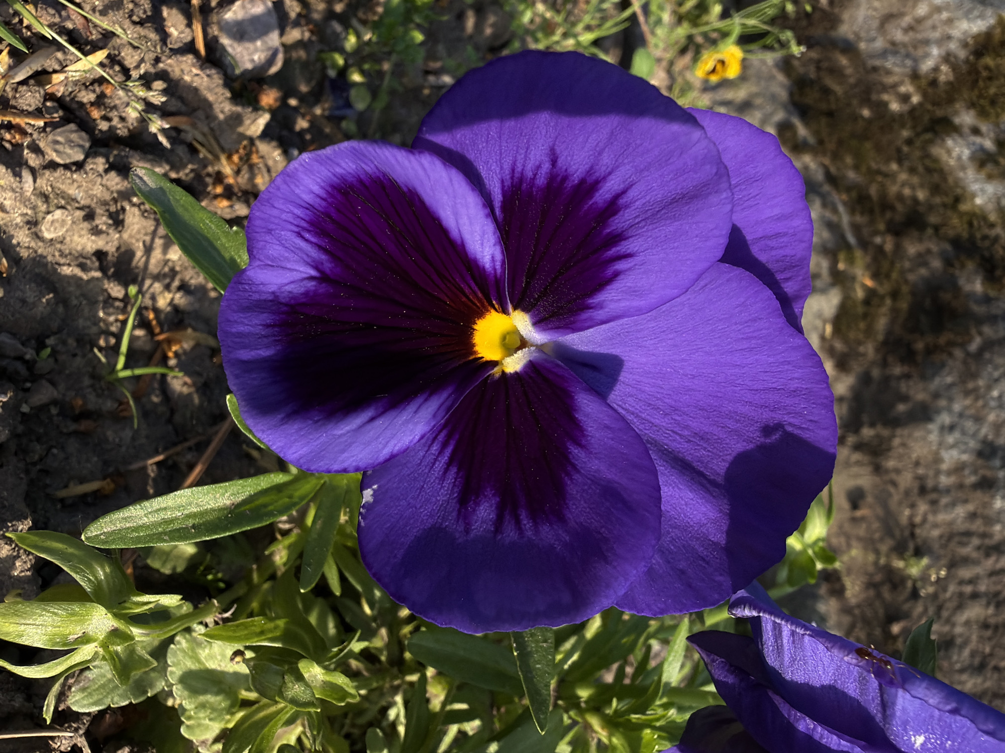 A close-up captures a vibrant purple pansy flower in full bloom. The flower features a dark purple center surrounding a yellow stamen. The petals are smooth and slightly textured, with subtle variations in color and light. The pansy is growing in an outdoor setting, as evidenced by the surrounding soil, scattered small rocks, and other plants and vegetation in the background. The scene is bathed in natural sunlight, which creates shadows and highlights on the flower and its surroundings. The image provides a clear and detailed view of the flower and its immediate environment. The city of Vozdovac Urban Municipality, Serbia, cannot be determined from this image.
