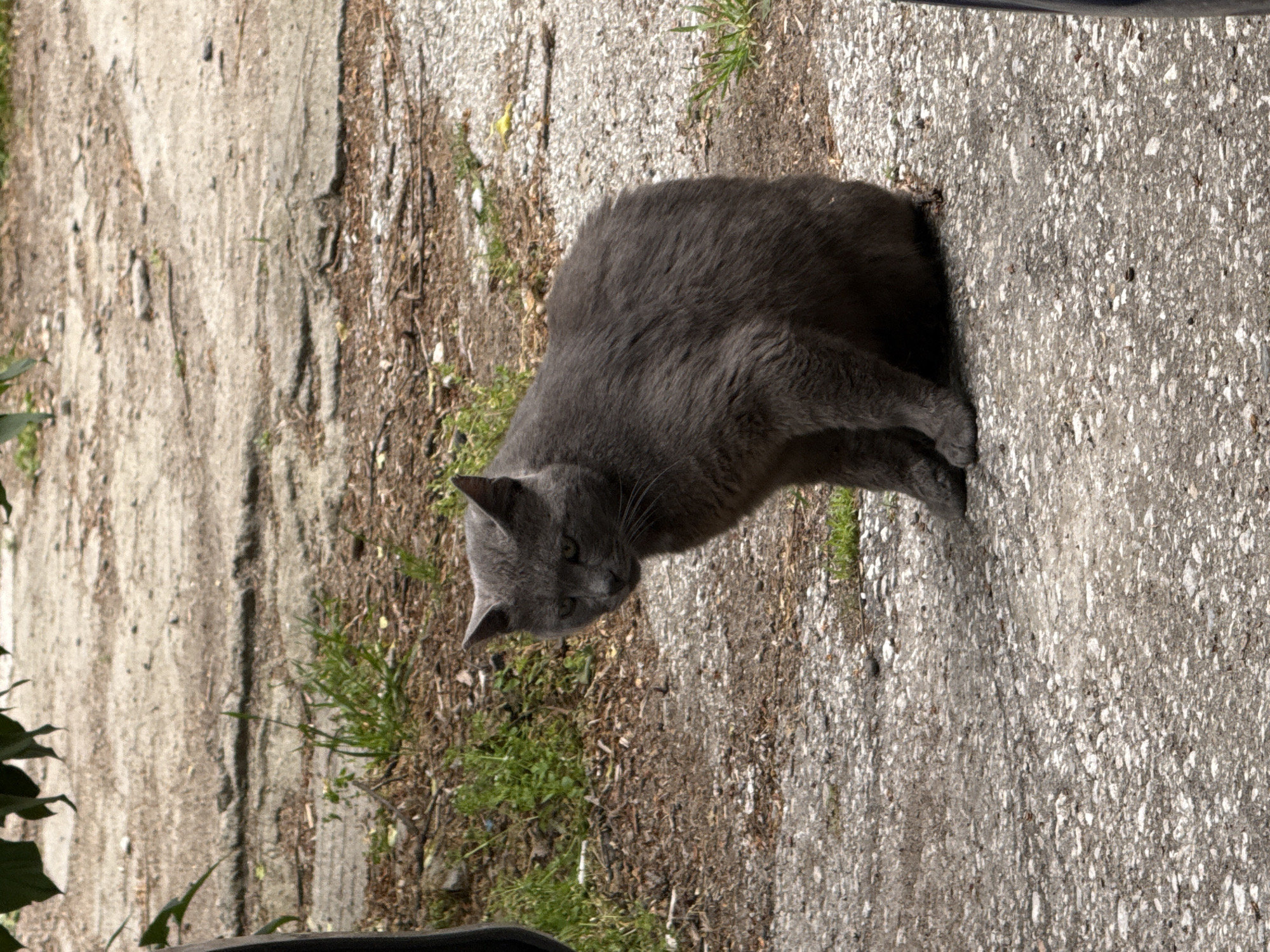 A gray cat is standing on a concrete sidewalk or walkway. The cat is positioned on the right side of the frame. Its head is turned towards the left. The cat's body is fully visible, though the tail is not present in the image. The surface to the cat's left appears to be a rougher, perhaps older and more weathered concrete surface with some grass and plant debris interspersed. The cat is not interacting with anything in the scene. The location appears to be outdoors. The image does not reveal anything that would indicate its location in Plovdiv, Bulgaria.
