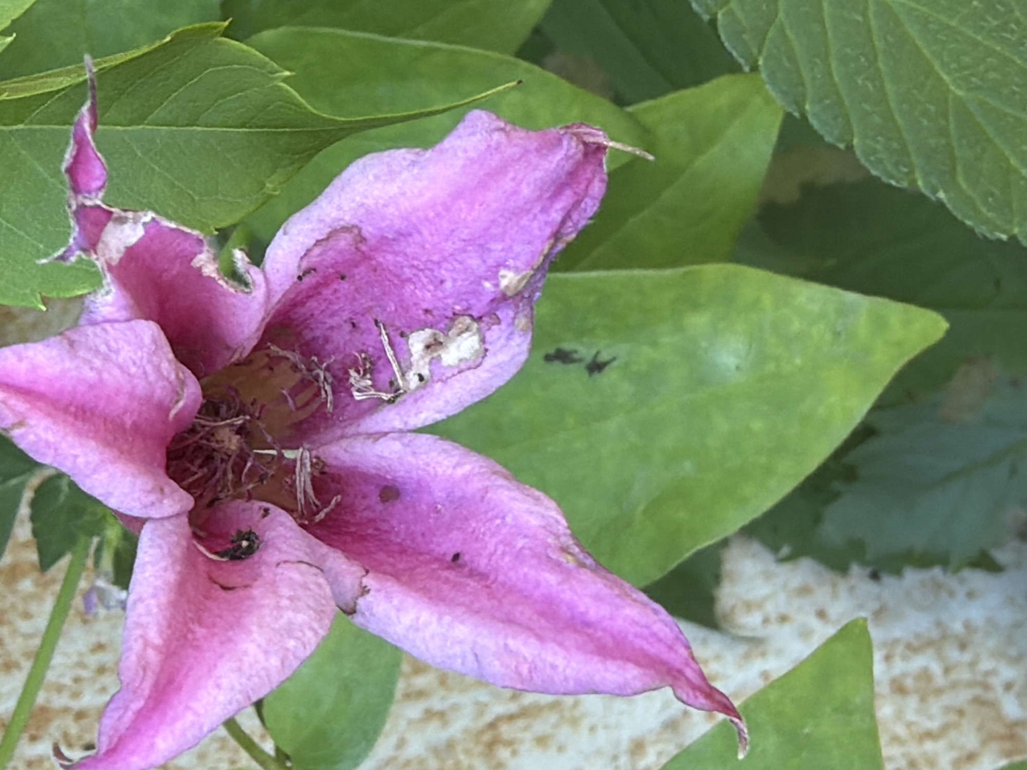 A close-up, eye-level shot focuses on a wilting pink clematis flower with a textured, slightly rough surface. The petals are a vibrant pink, but show signs of decay along the edges, with some areas appearing dry and torn, revealing a lighter pink or white undertone. Several small, dark specks, possibly dirt or insects, are visible on the petals. The center of the flower is obscured by dried, brown stamens and other organic debris.
Behind the flower, a background of lush green leaves provides a contrasting backdrop. These leaves are broad and healthy-looking, with visible veins. To the left of the flower, a textured, light-colored wall is partially visible. This wall appears to be made of small, irregularly shaped stones or tiles.
The image captures a moment in nature, highlighting the delicate beauty and the inevitable process of decay in a flower. It is a static scene, with no actions or interactions taking place. The overall lighting is natural and even, suggesting an outdoor setting. The location is noted as Gribki, Russia, implying a garden or natural environment within that region.