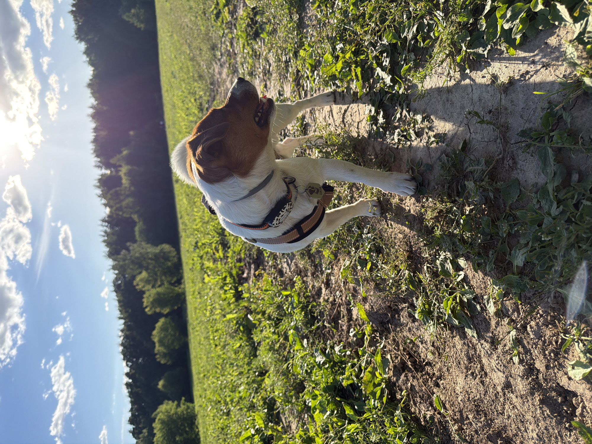 The image captures a playful Jack Russell Terrier outdoors on a sunny day. The dog is the central subject, positioned in the foreground, looking upwards with its mouth slightly open and tongue visible, suggesting an expression of joy or exertion. It's wearing a harness with multiple straps and a decorative pattern, and a silver tag is attached to the harness. The dog is partially lying down on a dirt path, which is cracked and dry, with patches of green grass and weeds growing around it.
The background is a blurred expanse of green fields and a dense line of trees, indicating a natural, rural setting. The sky is a bright blue with scattered white clouds, and the sun is shining brightly, casting distinct shadows on the ground and creating a warm, inviting atmosphere. The angle of the sun suggests it is either late morning or early afternoon. The overall mood is cheerful and active, highlighting a moment of outdoor fun. No visible text is present in the image.