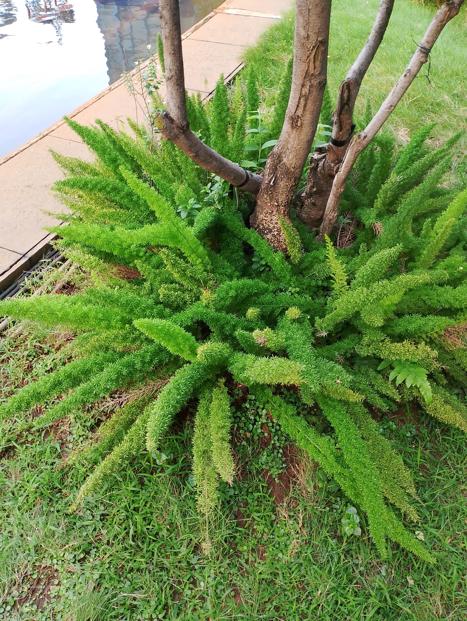 A cluster of foxtail fern, asparagus densiflorus, grows around the base of a small tree with rough bark and several thin branches. The ferns are bright green and bushy, with cascading, feathery fronds. The tree and ferns are situated on a patch of grass next to a paved area and a body of water. The water reflects the surrounding environment, including what appears to be buildings in the distance. The scene suggests an outdoor setting, possibly a park or garden, in an urban environment. The image captures a close-up view of the plant life, with the water and pavement providing context for the location. The lighting indicates it is daytime, with soft shadows suggesting overcast conditions or indirect sunlight. There are no people visible in the image.