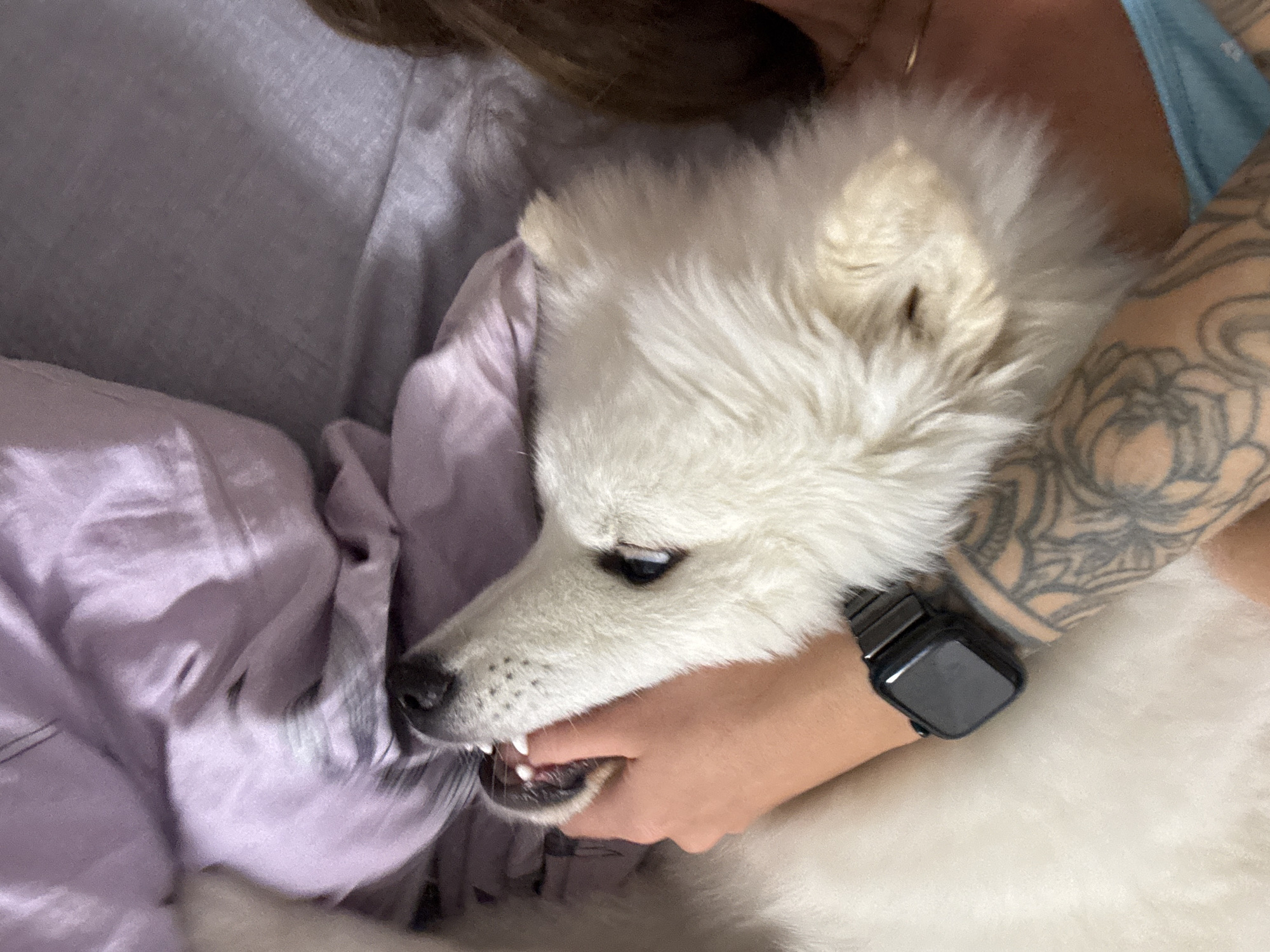 A close-up indoor shot shows a person holding a white Samoyed dog. The person's left arm is around the dog, with the left hand positioned near the dog's mouth. A black smart watch is visible on the person's left wrist, and tattoo art covers part of the arm. The dog is shown with its teeth exposed. The background includes purple bedding. The location is unknown.