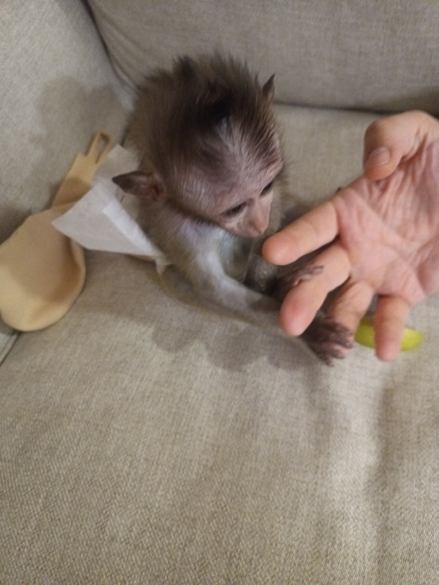 A baby monkey sits on a light brown couch. A human hand is near the monkey. A white piece of cloth, and a tan colored object is to the left of the monkey. The scene is indoors and may be located in Baan Wang Ta Kien, Thailand.