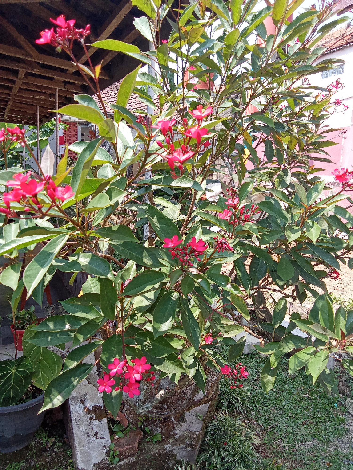 The image depicts a close-up view of a flowering plant with vibrant pink blossoms and lush green leaves, set against an outdoor backdrop. In the background, a traditional Indonesian house with a tiled roof and wooden eaves is visible, suggesting a residential setting. The plant is potted, and the surrounding ground appears to be a mix of soil, grass, and concrete. The overall scene suggests a sunny day in a garden or yard, likely in the city of Subang, Indonesia, given the architectural style and vegetation. There are no people or animals visible in the image. The focus is on the botanical elements and the immediate environment.