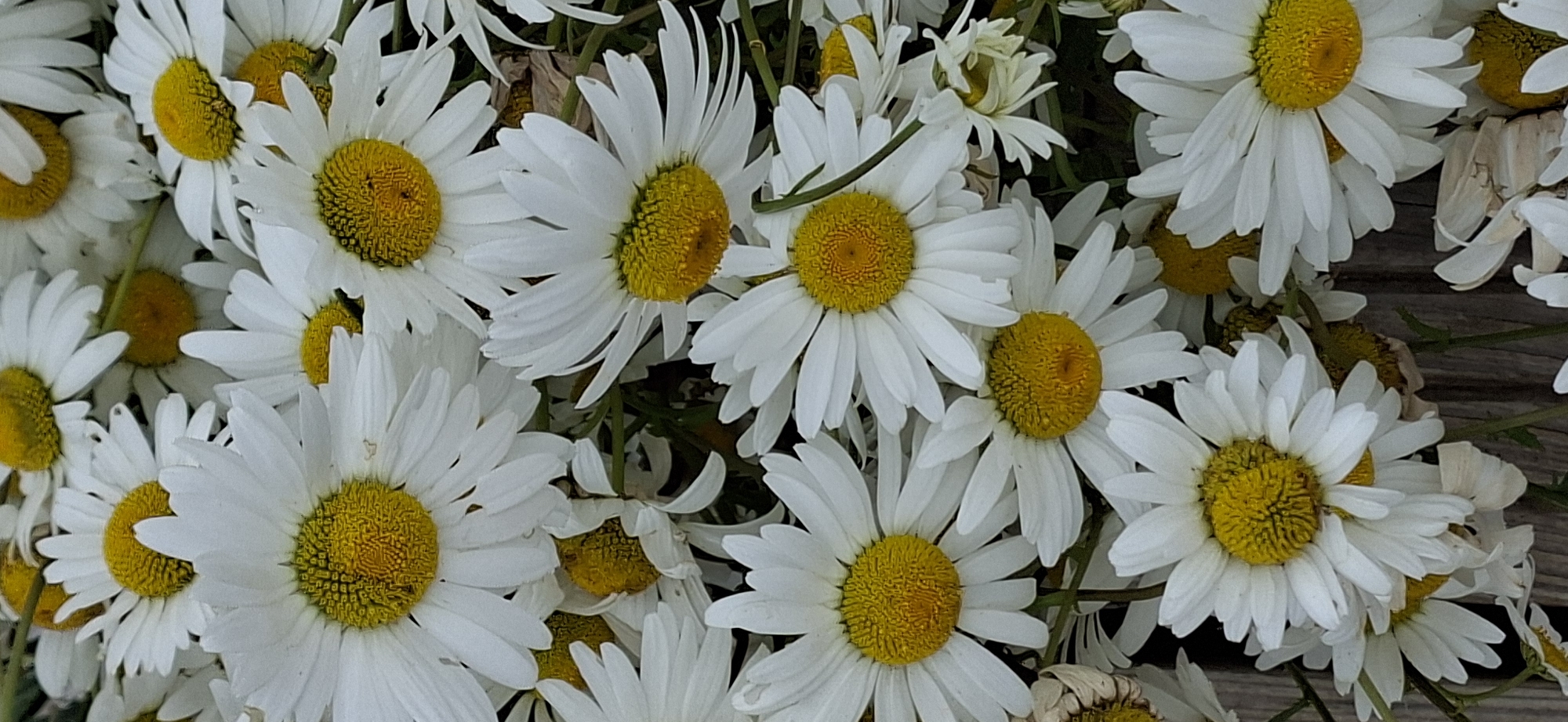 A close-up, overhead shot shows a dense cluster of white and yellow daisies, filling the frame. The daisies are in various stages of bloom, with some fully open and others partially closed. The petals are delicate and white, radiating from bright yellow centers. Green stems and leaves are visible between the flowers, suggesting they are growing in a natural setting. The background appears to be a rustic wooden surface, possibly a fence or table, with a slight texture and muted brown tones. There are no people or animals present in the image. The scene depicts a natural arrangement of flowers, likely in a garden or outdoor space, with no specific landmarks indicating the city of Pihali, Estonia.