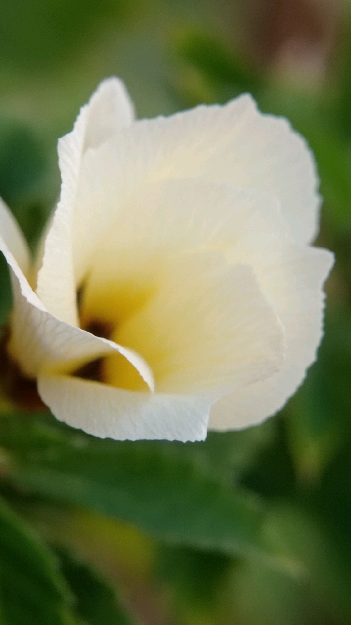 A close-up, macro photograph captures a white flower with yellow undertones, possibly a hibiscus variety, set against a blurred green background. The flower's petals are delicate and textured, with a ruffled edge visible on the lower left petal. The center of the flower is a deep yellow that transitions into a dark, almost black, pistil. The background foliage is out of focus, suggesting the photograph was taken outdoors, likely in a garden or natural setting. The lighting is soft and diffused, highlighting the subtle gradients of color and texture on the petals. There is no indication of human presence or activity within the frame, nor any specific landmarks to pinpoint a location within Batu, Indonesia.