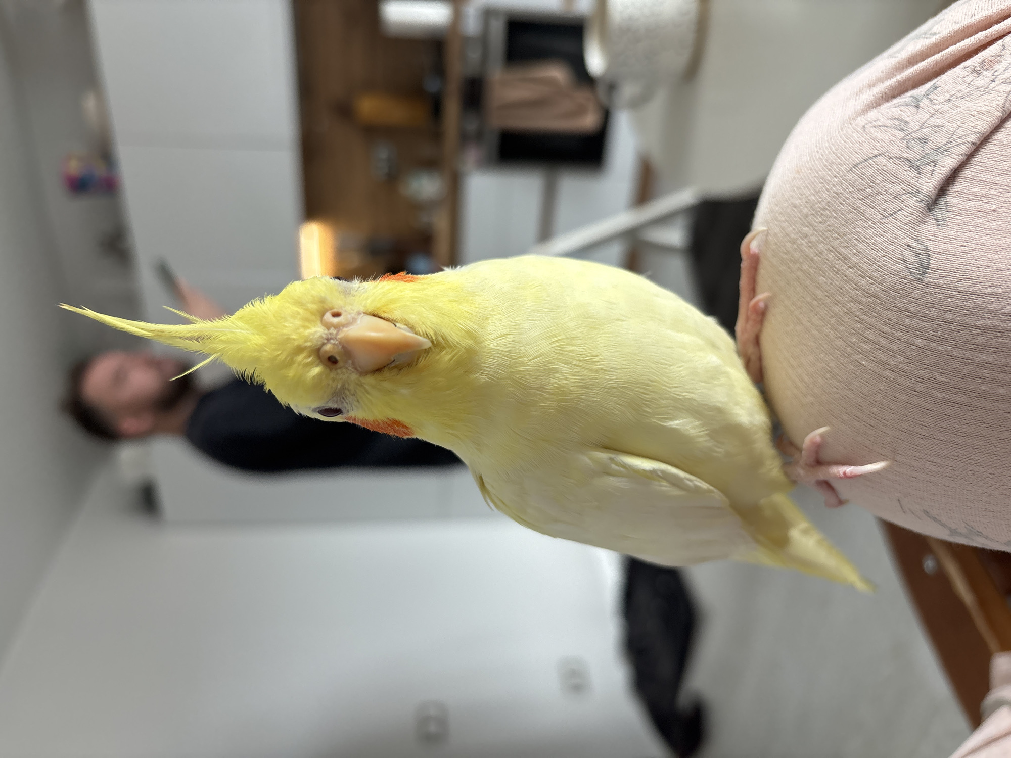A cockatiel is perched on a person's shoulder, looking directly at the camera. The bird is predominantly yellow with orange cheek patches and a prominent crest. The person's shoulder is covered with a pink patterned shirt. In the background, a person with a beard can be seen looking at a phone. Behind them is a room with a shelf and other items, including what appears to be a roll of paper towels. The exact location within the city of Krasnoyarsk, Russia, is not discernible from the image.