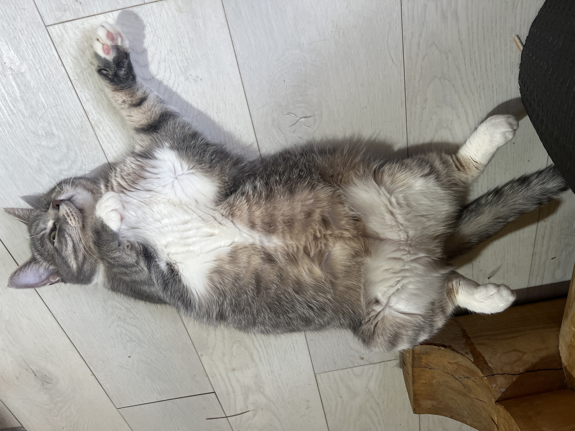 A domestic cat is captured lying on its back on a light-colored wooden plank floor. The cat features a tabby pattern with shades of grey and white, particularly prominent on its fluffy belly and chest, which are exposed in its relaxed pose. Its left front paw is raised, revealing distinct pink toe beans and dark grey paw pads. The cat's head is turned slightly to its left, with one eye partially open, showing a hint of green or yellow iris, and its ears are perked. Its tail is visible on the right side of its body. The wooden floor shows subtle grain patterns and seams between the planks, suggesting a clean, indoor environment. In the upper right background, a dark, textured object casts a shadow, and in the lower right, a rough, carved wooden beam or piece of furniture is partially visible. The cat appears comfortable and at ease, commonly referred to as a "belly-up" pose, signifying trust and relaxation. The setting is an indoor space, likely a home, located in Ильинская Поляна Снт, Russia. No text is visible in the image.
