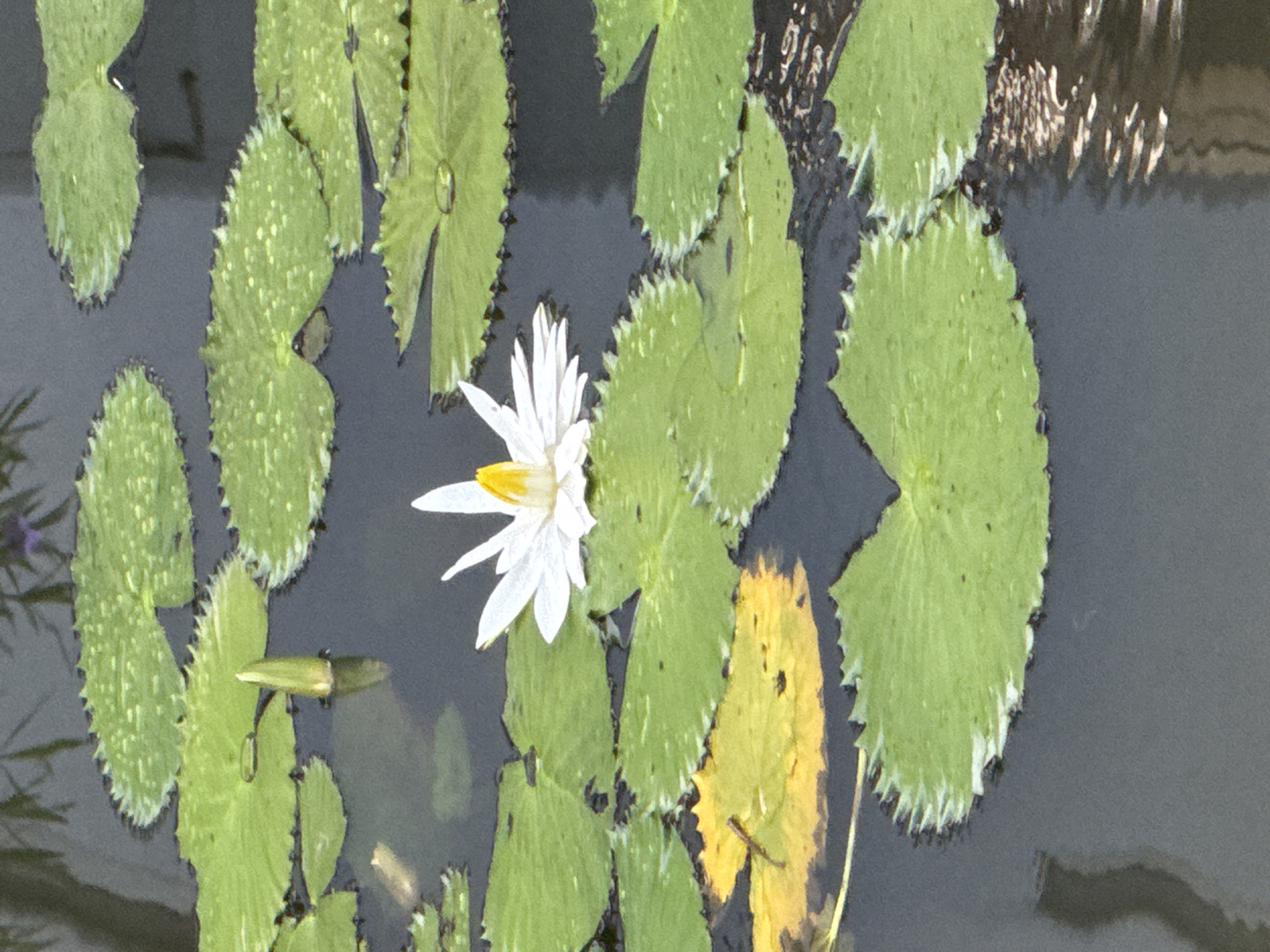The image presents an overhead view of a tranquil aquatic scene, likely a pond or a calm section of water in Kuta Selatan, Indonesia. The primary subjects are numerous green water lily pads and a single white water lily flower. The lily pads, generally circular to heart-shaped with distinct serrated edges, float densely on the dark water, many displaying small speckles or textured surfaces. One larger lily pad near the bottom center has a noticeable yellowish hue, indicating variation in its condition.
A pristine white water lily, featuring a bright yellow center, is the focal point, positioned towards the left-center of the frame. To its left, a slender, green, torpedo-shaped object, possibly a water lily bud or stem, floats partially submerged. The water itself is dark, providing a strong contrast to the vibrant green and white of the plants. Gentle ripples and reflections of light are visible on the water's surface, particularly in the upper right quadrant. The lighting appears natural and bright, suggesting a daytime scene with clear weather. The overall impression is one of natural beauty and serenity. No visible text is present.