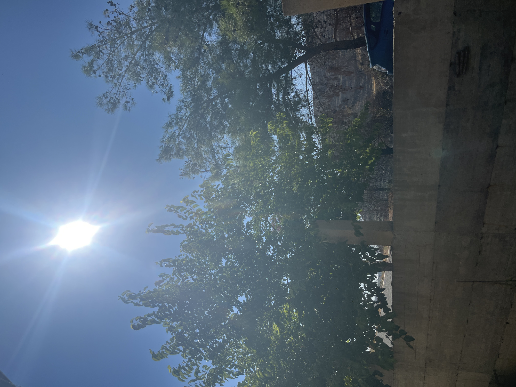 In Silikou, Cyprus, a bright sun shines through a clear blue sky, casting lens flare across the upper portion of the image. Lush green foliage from two trees, one on the left with broad leaves and another on the right with pine needles and cones, dominates the mid-ground. A low, weathered concrete wall runs horizontally across the lower half of the frame, separating the foreground from the background. Behind the wall, a dark blue hybrid car is partially visible, parked to the right. The background shows a dry, hilly landscape with sparse vegetation and some evidence of recent burning, suggesting a fire may have occurred. The overall scene depicts a sunny day in a semi-arid environment.