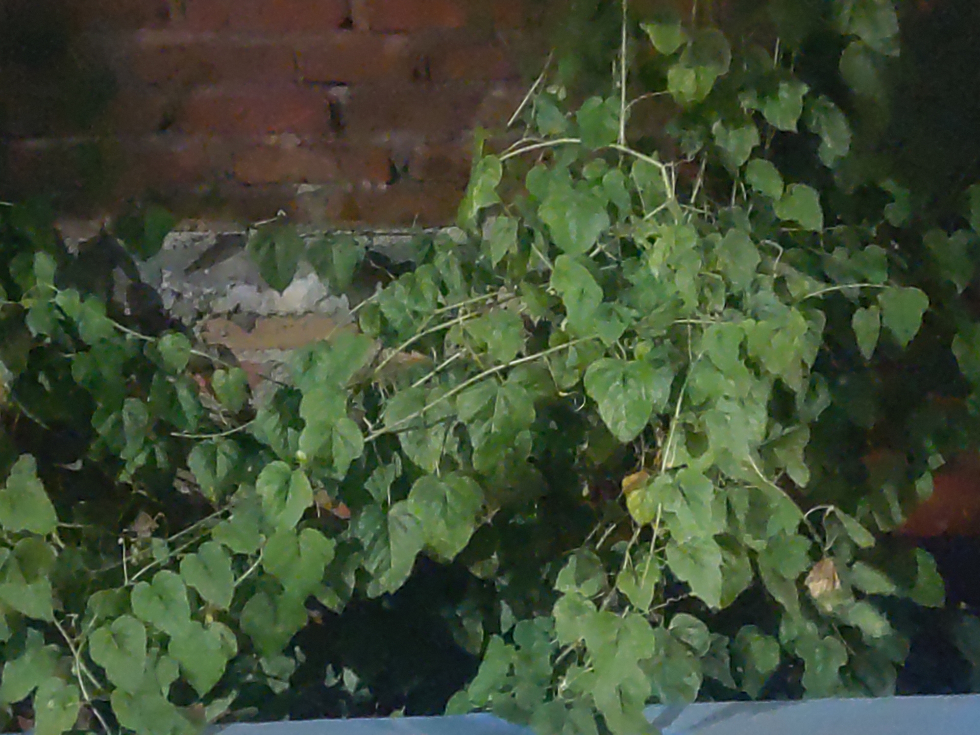 The image shows a close-up view of green foliage with heart-shaped leaves, interspersed with thin, light-colored vines. The vegetation appears to be growing against a brick wall, portions of which are visible in the background. The lighting suggests it might be dusk or nighttime, as the scene is dimly lit and some areas are in shadow. The foliage is dense and covers a significant portion of the frame. There are no people or specific identifiable structures visible beyond the brick wall. The location is identified as Trihanggo, Indonesia.