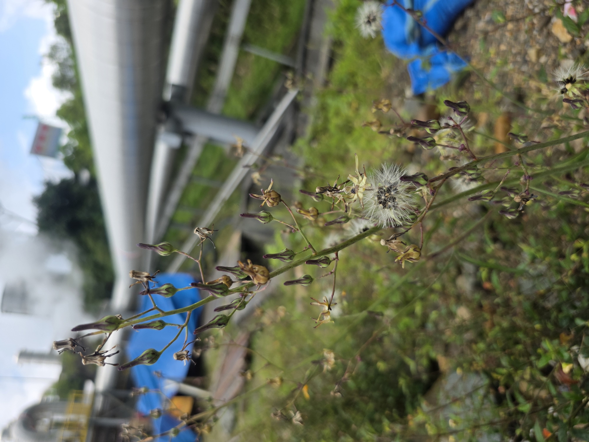 In an outdoor industrial setting, possibly in the city of Unknown, Indonesia, a foreground of wild plants, including a dandelion-like seed head and various buds, is sharply in focus. In the background, a large industrial pipe is visible, supported by metal structures. Steam or smoke billows from distant industrial buildings. Blue tarps are present on the ground, partially obscuring the terrain. The overall scene depicts a juxtaposition of nature and industry.