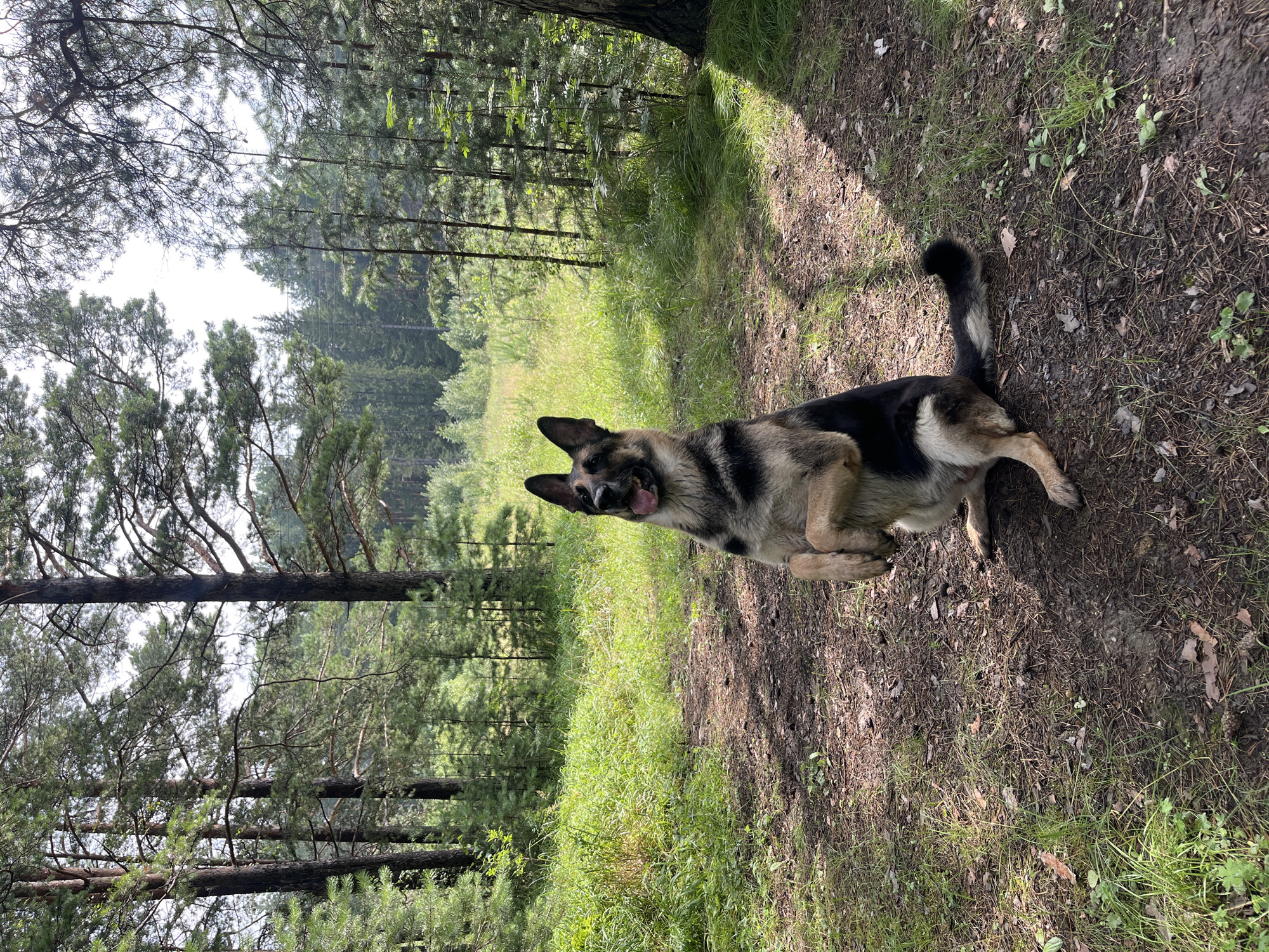 A German Shepherd dog sits upright on its hind legs on a dirt path in a forest clearing. The dog's front paws are raised in front of its chest, and its mouth is open with its tongue visible. The dog is facing forward and looking slightly up and to the left. The forest environment consists of tall pine trees with green foliage and a sunlit meadow in the background. The ground is covered with dirt, pine needles, and scattered leaves. The scene is set in the city of Nizhny Tagil, Russia.