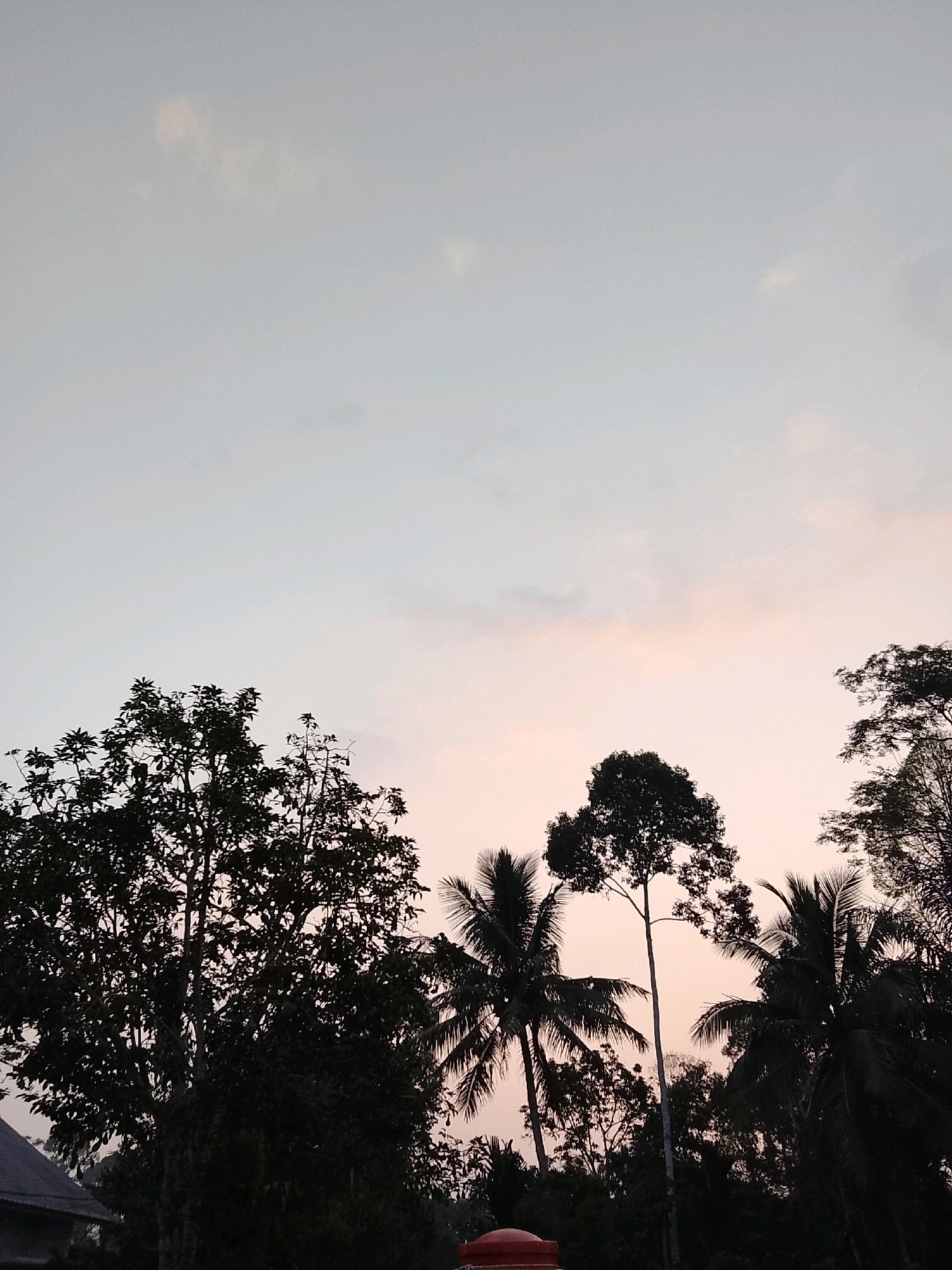 In Padang Dalom, Indonesia, a photograph captures a silhouetted grove of trees against a pale pink and gray twilight sky. The sky is largely devoid of clear features, with only faint wisps of clouds visible. The trees, predominantly palm trees and broad-leafed varieties, form a dense, dark band across the lower portion of the frame. Some of the trees are tall and slender, while others are more bushy and sprawling. The overall impression is one of natural tranquility as daylight fades.