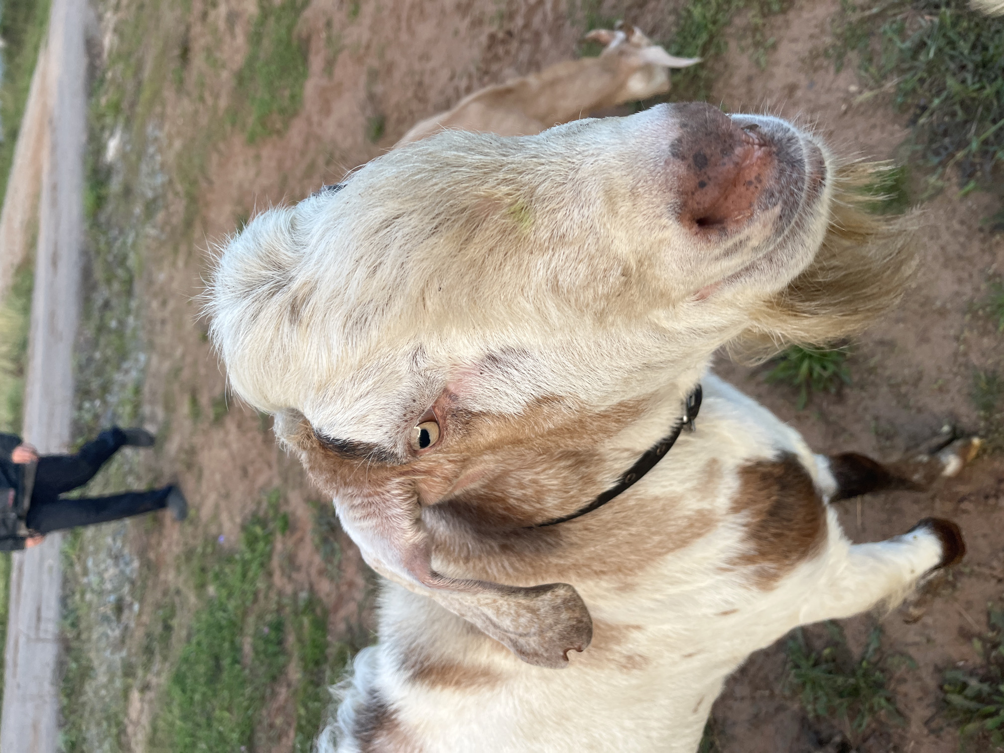 A close-up shot focuses on the head of a goat with white and brown patches. The goat has a beige colored muzzle with black spots, and a light blonde beard. Its eyes are brown and its ears are a light pink with brown spots. A dark collar is visible around its neck. In the background, a person in dark clothing is walking away on a dirt path, with sparse green grass on either side. The overall environment appears to be outdoors, possibly a rural or semi-rural setting. The image does not contain any information that would suggest its location in Chaikovsky, Russia.