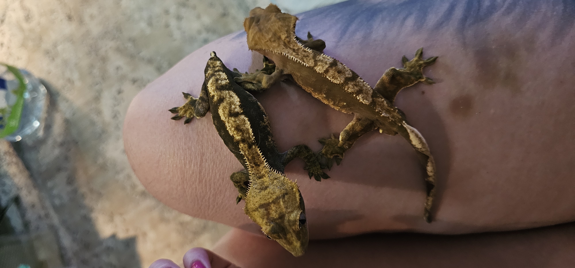 The image depicts two crested geckos (Rhacodactylus ciliatus) resting on the bare skin of a human leg, specifically the upper thigh/knee area. The skin is light-toned. One gecko, positioned more centrally, exhibits a dark brown or black body with prominent light brown or yellowish banding across its back and distinct crests along its head and dorsal ridge. The second gecko, lighter in coloration (tan or light brown with white/cream patterns), is partially underneath the first, oriented slightly differently, and also displays characteristic crests. A faint human hand with bright pink/purple painted fingernails is visible on the far left. The human leg is partially covered by dark blue or purple fabric. In the blurred background, a transparent plastic bottle with a white and green label is discernible on a light-colored, textured surface, indicating an indoor environment. There are no visual cues or identifying markers within the image to determine a specific location within Moscow, Russia, or any city.
