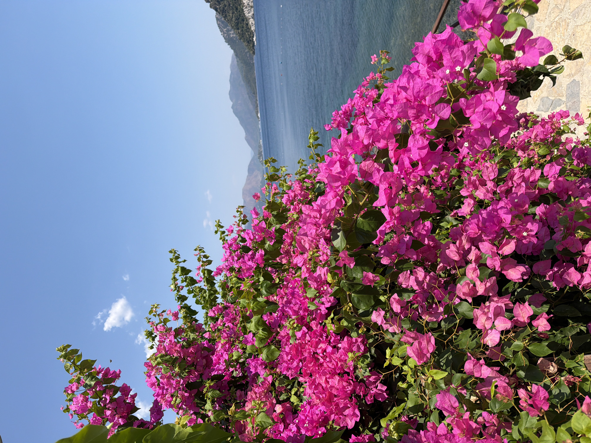 A vibrant, close-up view of bright pink bougainvillea flowers cascades over a stone pathway with the deep blue Aegean Sea and lush green mountains of Marmaris, Turkey, in the background under a clear blue sky. The bougainvillea dominates the left and foreground of the image, with its dense foliage and numerous colorful bracts. Beyond the flowers, the calm sea stretches to the horizon, meeting rolling hills and mountains that are covered in vegetation. The water is a tranquil deep blue, with a few small buoys visible. The sky is a bright, cloudless blue, indicating a sunny day. The scene evokes a sense of Mediterranean beauty and tranquility.