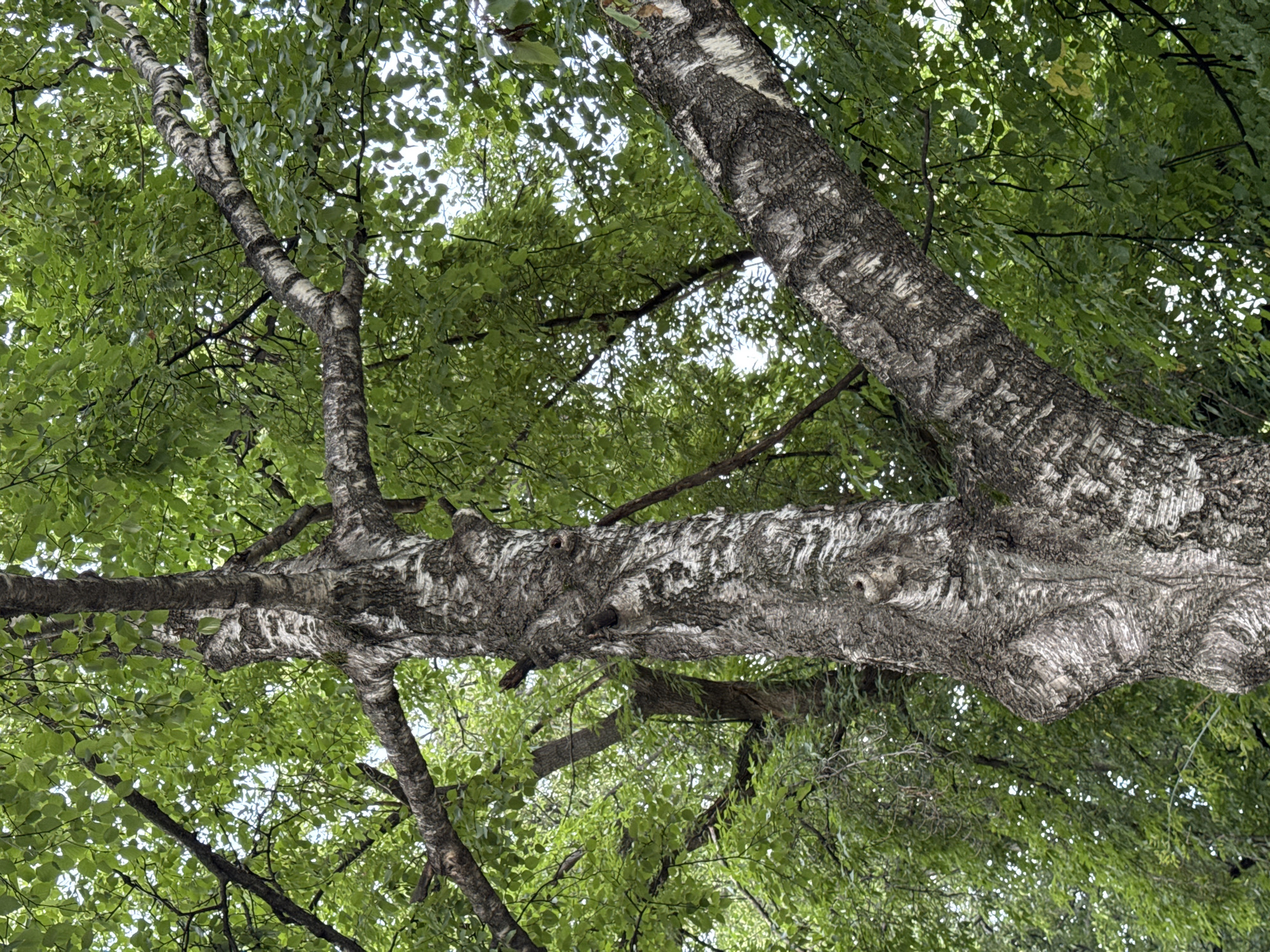 This image captures a close-up, low-angle view of a mature birch tree with its distinctive white and grey bark. The trunk is thick and textured, showing signs of age and growth. Large branches extend outwards, covered in vibrant green foliage. The leaves are lush and appear to be in full bloom, suggesting a spring or summer season. The sunlight filters through the leaves, creating a dappled effect and highlighting the texture of the bark and the vibrancy of the greenery. The background is a soft blur of green leaves and bright sky, indicating the tree is likely in an open or semi-open area. The image does not contain any people or identifiable landmarks, making it difficult to determine its specific location within Ufa, Russia, or any particular city.