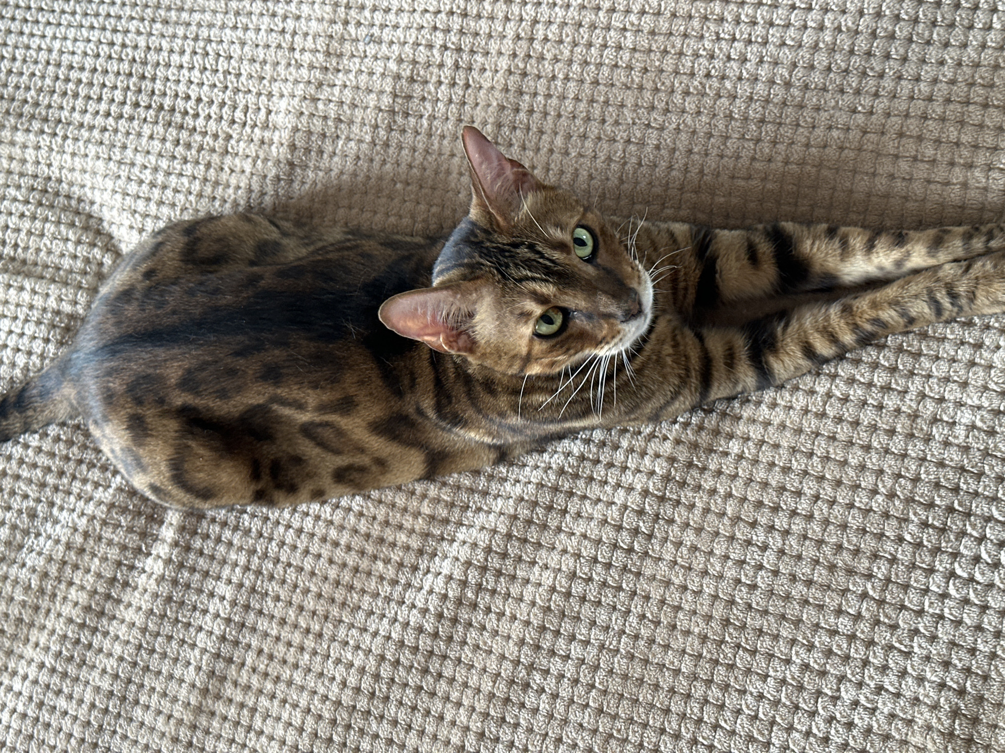 A high-angle, full shot shows a Bengal cat lying on a textured, light brown rug. The cat is mostly brown with distinctive black stripes and spots, characteristic of the breed. Its front paws are extended forward, and its tail is out of frame to the top. The cat is looking directly at the camera with bright green eyes. The rug has a woven texture with a pattern of small, raised squares. The lighting suggests it is daytime, with light coming from above and slightly to the right. There is no indication of the specific location within Energetik, Russia, as the scene is entirely domestic and does not contain any identifying landmarks or features.