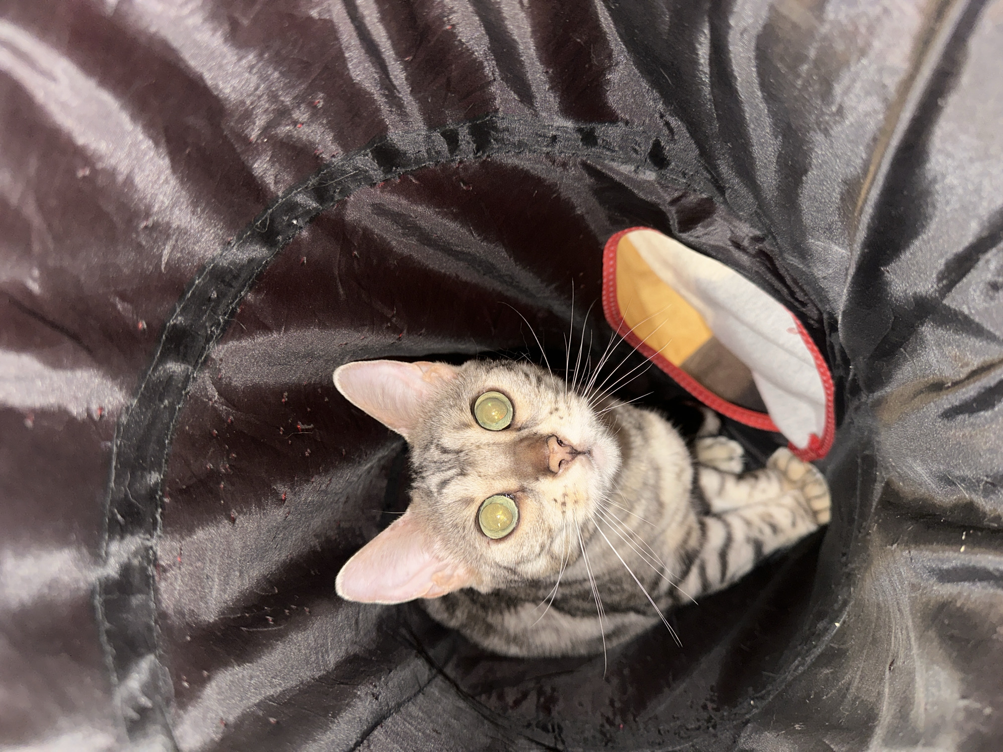 A gray tabby cat is positioned inside a black, fabric-lined tunnel, its head tilted upward towards the opening. The cat has light green eyes and a pink nose. The interior of the tunnel is dark, with visible fabric texture. A small opening with a red trim is visible at the edge of the tunnel. The location is not discernible from the image.