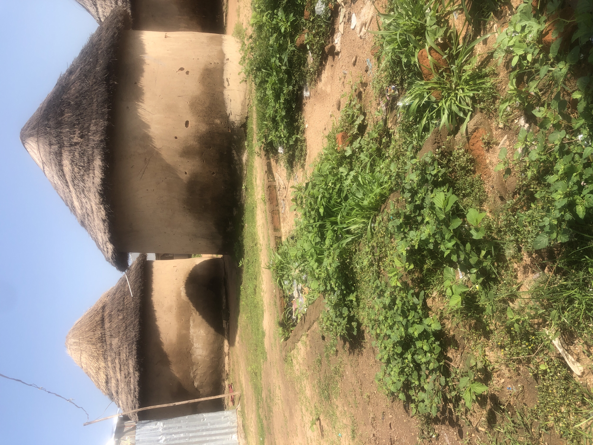 The image shows a rural scene, likely in Jalingo, Nigeria, with two traditional thatched-roof huts prominently featured. The huts have rounded, mud-plastered walls and conical roofs made of dried grass. One hut is partially obscured by a corrugated metal structure on the left side of the frame. The ground is dirt and covered with patches of green vegetation, including grass and other plants. There is some debris scattered around, including what appears to be plastic waste. The sky is clear and blue, suggesting a sunny day. The overall impression is one of simple, traditional housing in a somewhat unkempt, outdoor environment.