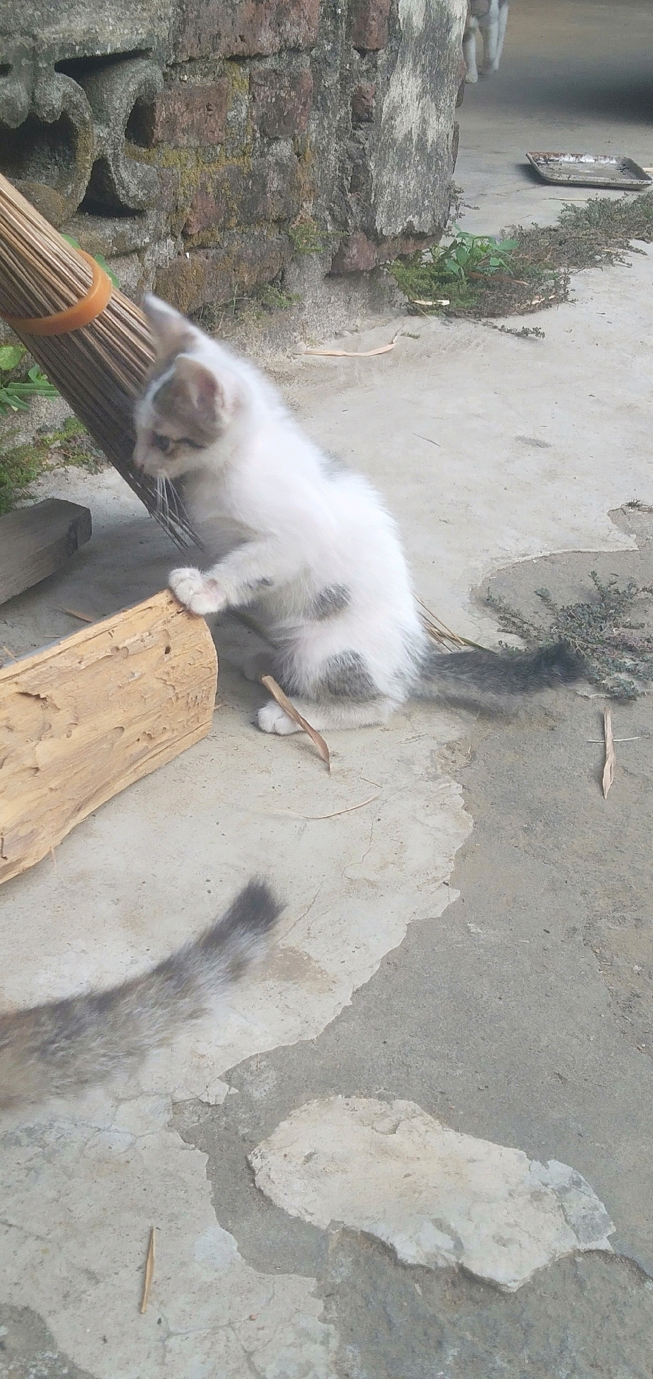 In Plemahan, Indonesia, a small white kitten with grey patches is perched on a concrete surface. The kitten is positioned to the left of a piece of light-colored wood, with its front paws resting on it. A broom, secured with an orange band, leans against a textured brick wall in the background. The ground is a mixture of concrete and dirt, with some sparse vegetation and dry leaves scattered around. A second kitten's tail, with grey and white fur, is visible in the lower left corner of the image, suggesting the presence of another feline. The environment appears to be an outdoor, possibly rural, setting.