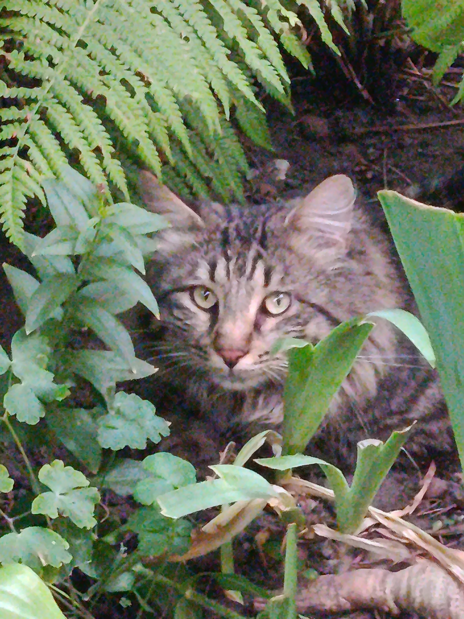 A tabby cat with green eyes peeks out from behind lush green foliage. The cat's face is partially obscured by leaves, but its distinctive striped markings are visible on its forehead and cheeks. The environment appears to be a garden or natural setting with a variety of plants, including ferns and leafy green plants. The background is dark and out of focus, suggesting the cat is in a shaded area. The image is taken from a close-up perspective, focusing on the cat's face and the surrounding vegetation. No specific location in Saratov, Russia, can be determined from the image.