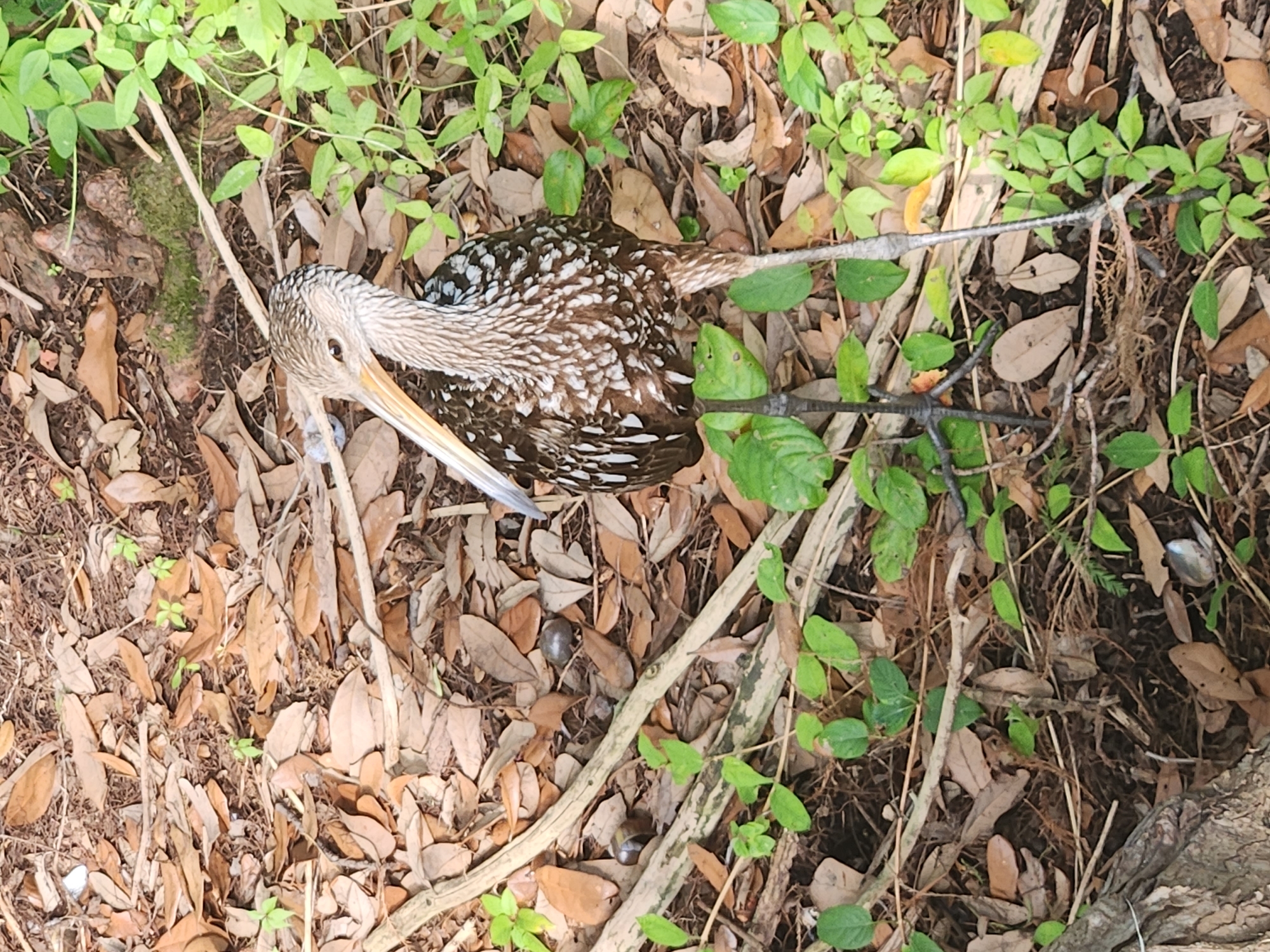 A limkin stands in a natural environment composed of fallen leaves, twigs, and green foliage. The bird, characterized by its long, slender beak and speckled brown and white plumage, is positioned centrally in the frame. Its long, dark legs are visible, standing on the leaf-covered ground. The background consists of densely packed fallen leaves in various shades of brown and tan, interspersed with patches of vibrant green leaves from low-lying plants. Some thin branches and twigs are scattered throughout the scene. The lighting appears natural, suggesting an outdoor setting. This image was taken in Maitland, United States of America.