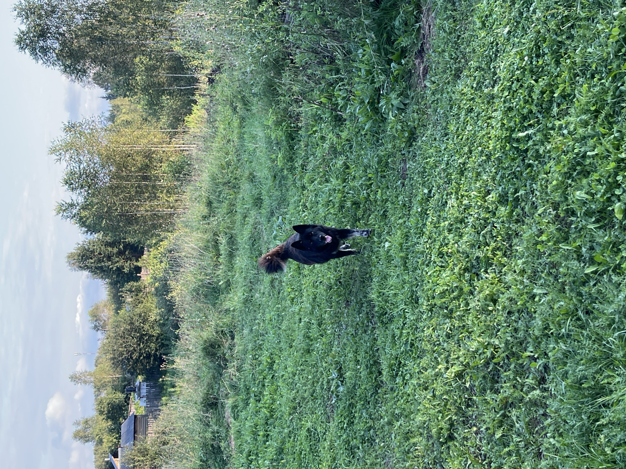 A medium shot captures a black dog with a bushy tail walking across a grassy field. The dog is looking directly at the camera with its tongue slightly out. The field is lush and green, with patches of clover and taller wild grasses. In the background, a line of trees forms a dense forest, with a few birch trees interspersed among darker evergreens. To the far left of the background, a rustic wooden house with a metal roof is visible behind a wooden fence. The sky above is a pale blue with scattered white clouds. The overall scene suggests a rural or semi-rural setting, likely in the outskirts of Nizhny Tagil, Russia, given the typical landscape of the region.