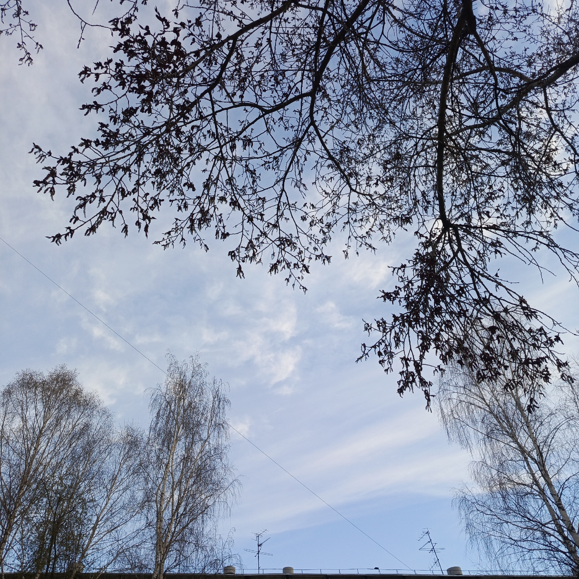 An outdoor scene captured from a low vantage point, looking upwards towards a bright blue sky with wispy white clouds, characteristic of daytime in Chaikovsky, Russia. The upper portion of the frame is dominated by the silhouetted, bare branches of a deciduous tree, adorned with numerous buds or catkins, indicating late winter or early spring. These branches create a natural frame against the sky.
In the lower half of the image, more bare trees, identifiable as birches by their light-colored trunks and characteristic drooping branches, stand against the sky. A thin, dark utility wire runs diagonally across the mid-section of the sky from left to right. Below the birches, the edge of a building's roofline is visible. On the roof, multiple pole-mounted antennas, likely for television or radio reception, are present alongside a few cylindrical structures, possibly vents or chimneys.
The lighting creates strong silhouettes of the foreground branches against the clear, bright daytime sky with fair weather conditions. No people or specific activities are depicted, and there is no visible text. The scene presents a blend of natural elements and urban infrastructure.