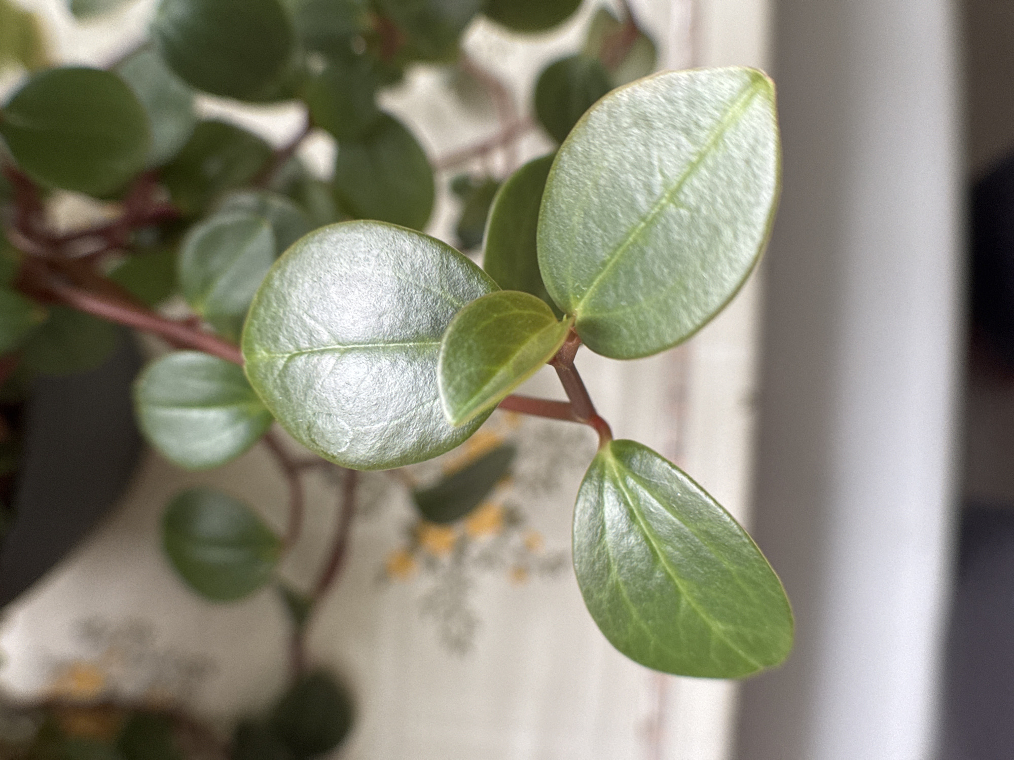 A close-up photograph shows a portion of a houseplant, likely a Peperomia obtusifolia (Baby Rubber Plant), against a blurry background. The plant features rounded, glossy green leaves attached to reddish-brown stems. In the background, a blurred floral patterned surface is visible, along with a plain white vertical surface. The location of Novo-Nikol'skoe, Russia, is not determinable from the visual information.