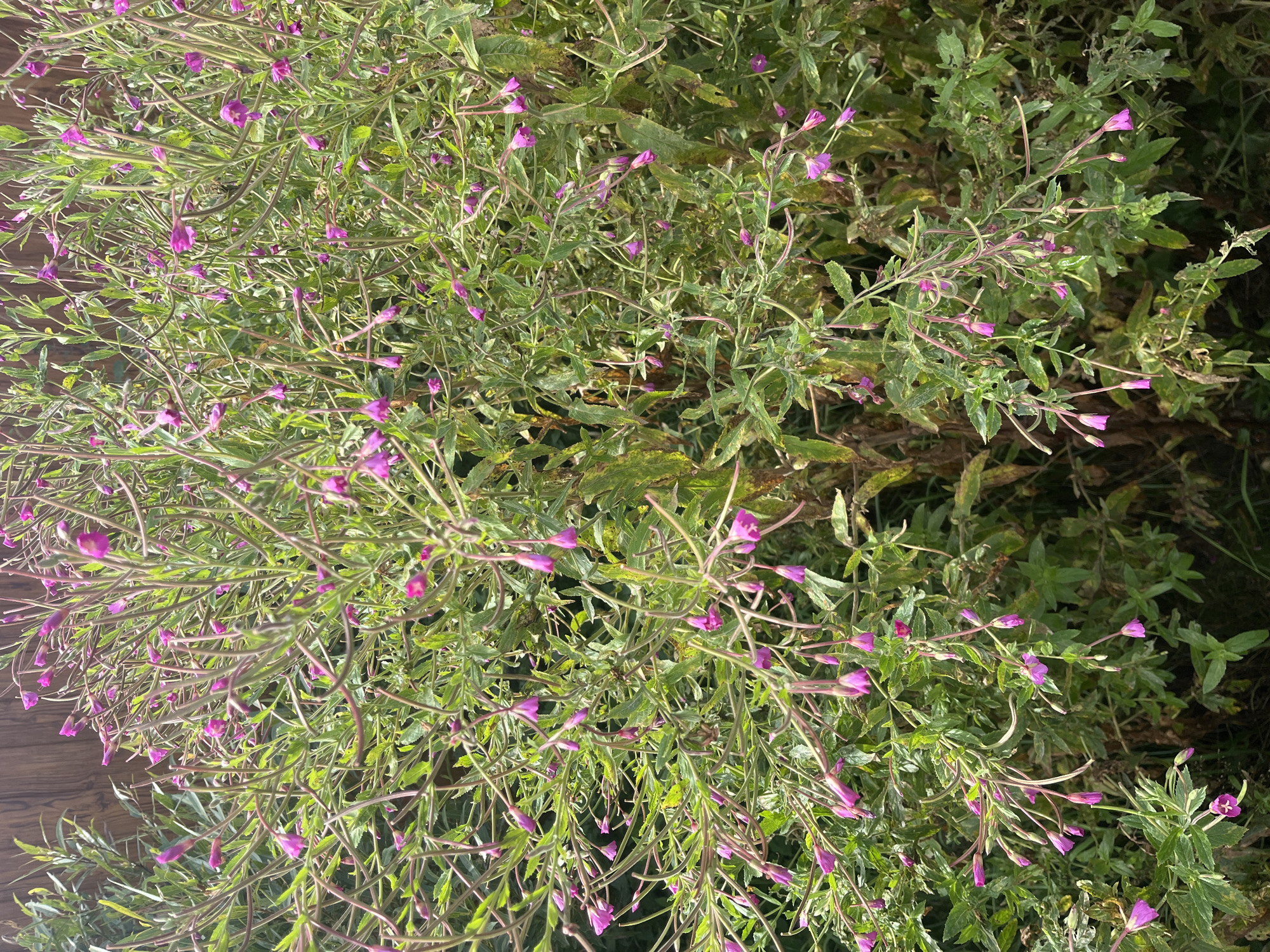 The image shows a dense bush with many small, pink flowers and green leaves. The bush appears to be growing outdoors, with a wooden fence visible in the background. The lighting suggests it is daytime. There are no people or animals visible in the image. The specific location in Vladimirovka, Russia is not discernible from the visual information alone.