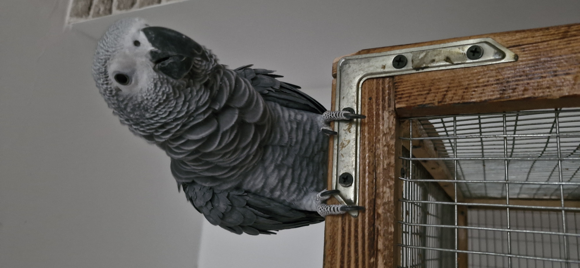 An African Grey parrot is perched on the wooden edge of a metal cage, facing forward and slightly to the right. Its grey feathers are ruffled and layered, with lighter grey on its head and neck. The parrot's black beak is visible, and its dark eyes are focused. Its taloned feet grip the wooden frame of the cage. The background is a plain grey wall. The scene appears to be indoors. There is no information to indicate the location in the city of Usharal, Kazakhstan.