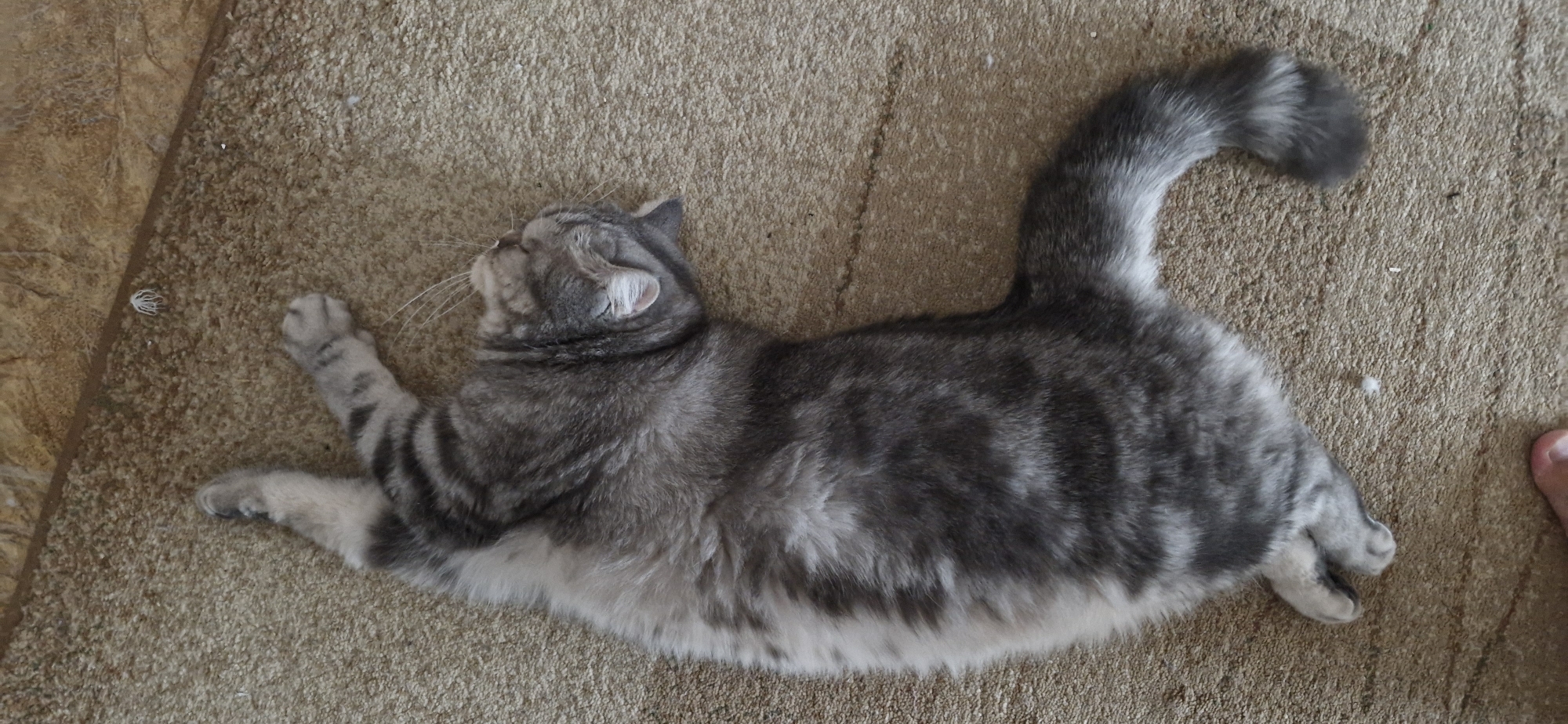 A grey and white tabby cat is lying on its back on a textured, beige carpet. The cat's eyes are closed, and its head is tilted back. Its paws are extended upwards. The cat's body is stretched out, with its tail curled to the right. The background appears to be a tiled floor. The image is taken from a high angle. No specific location in Usharal, Kazakhstan is identifiable from the image.