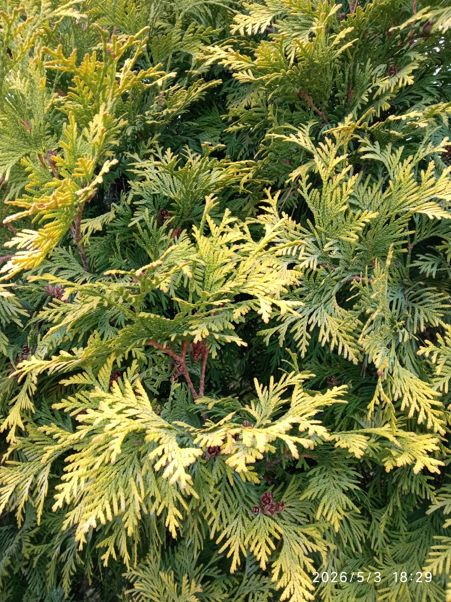 The image shows a close-up of a dense, green and yellow coniferous shrub, possibly an Arborvitae or similar evergreen. The foliage is textured with small, scale-like leaves. Some branches are more brightly lit, appearing yellow-green, while others are in deeper shade. Small, brown cones are visible amongst the foliage. The timestamp "2026/5/3 18:29" is printed at the bottom. The location in Krasnoyarsk, Russia, cannot be determined from the image itself.