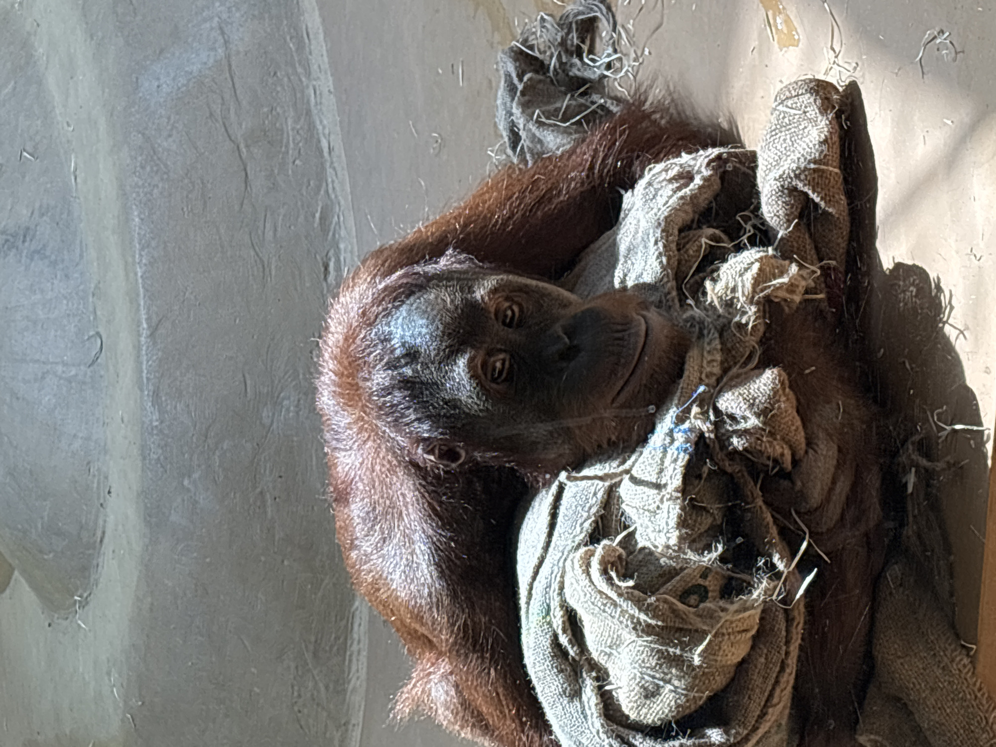 A close-up, eye-level shot shows an orangutan lying down on a pile of burlap sacks. The orangutan's reddish-brown fur is visible, as is its face with its characteristic features. The burlap sacks appear worn and tattered, with some frayed edges and loose strings. The orangutan is resting its head on the sacks, with its eyes partially closed. The background is a light brown, textured surface, possibly the ground of an enclosure, with some scattered dry grass or straw. The lighting suggests it is daytime, with a shadow cast by the orangutan on the ground. The image is taken in the Munich Zoo (Tierpark Hellabrunn), in Munich, Germany.