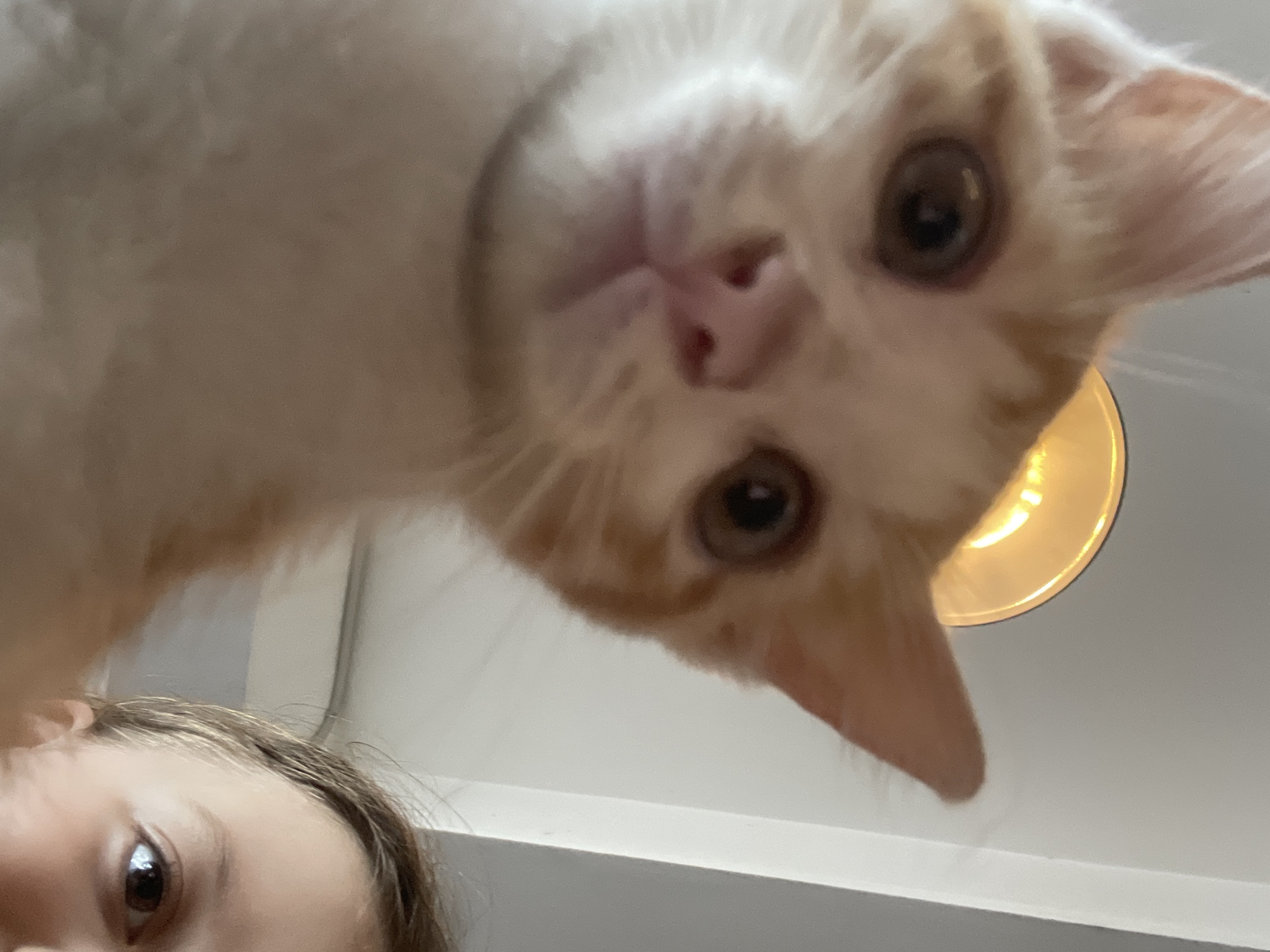 The image shows a close-up view from below, featuring an orange and white cat's face looking down at the camera. The cat has large, round eyes, a pink nose, and pointed ears. Below and to the left of the cat's head, a portion of a person's face is visible, including their eye and forehead. In the background, a light fixture is partially visible, along with a white wall. There is no evidence to suggest that the photo was taken in Bắc Nha Trang, Vietnam.