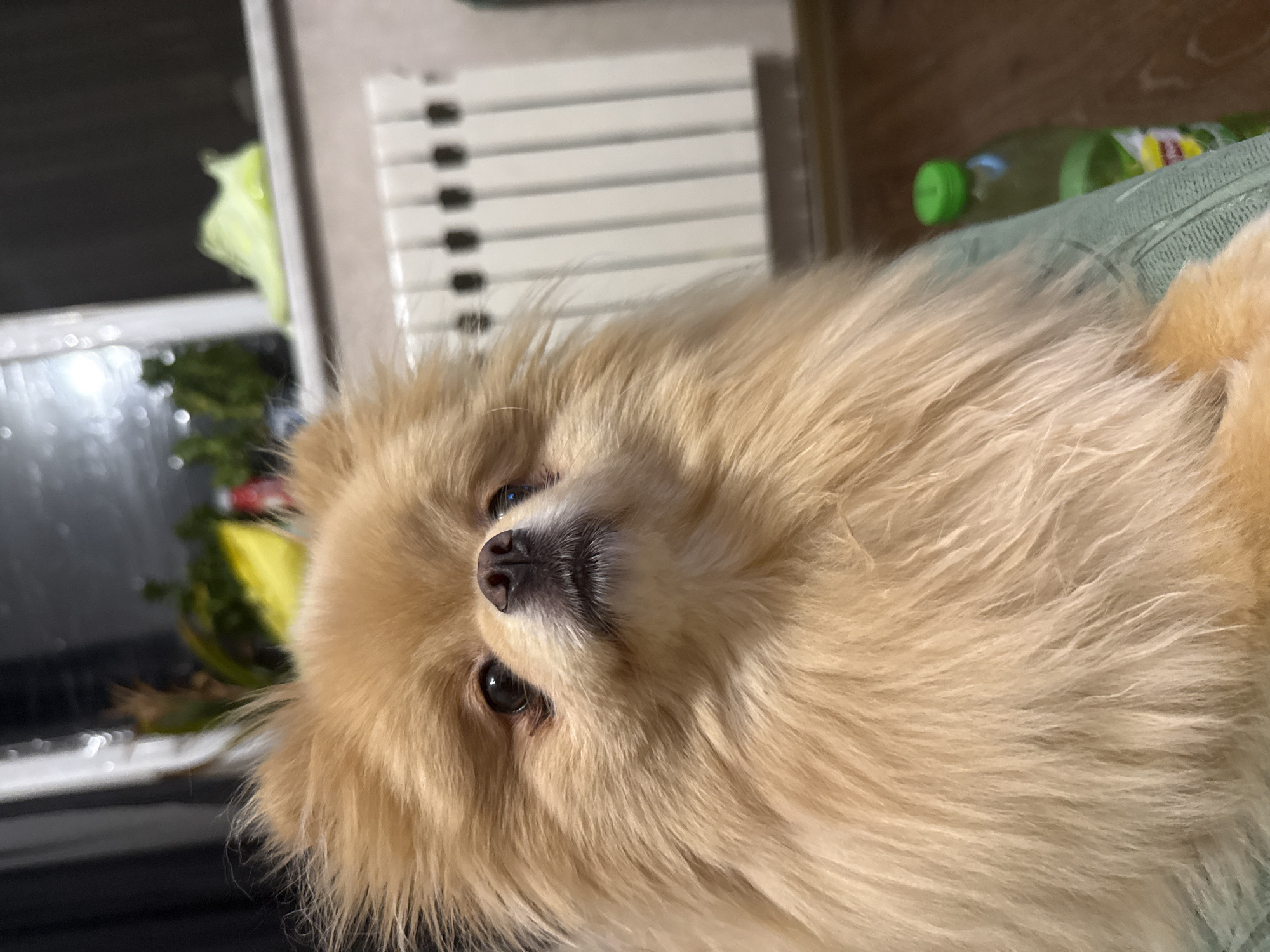 A close-up, eye-level shot shows a fluffy, light brown Pomeranian dog looking upwards and slightly to the right. The dog's fur is thick and appears soft, with some strands sticking up around its head. Its eyes are dark and round, and its nose is dark brown. The dog is sitting on a light green textured surface. In the background, a white radiator with black elements is visible. To the right of the radiator, a green bottle with a yellow label is partially visible. Further in the background, out of focus, are hints of a window with some greenery and a bright yellow object. The lighting is slightly dim, with the main light source appearing to be from above and to the left, casting soft shadows on the dog's face. The overall environment appears to be indoors, possibly a living room.