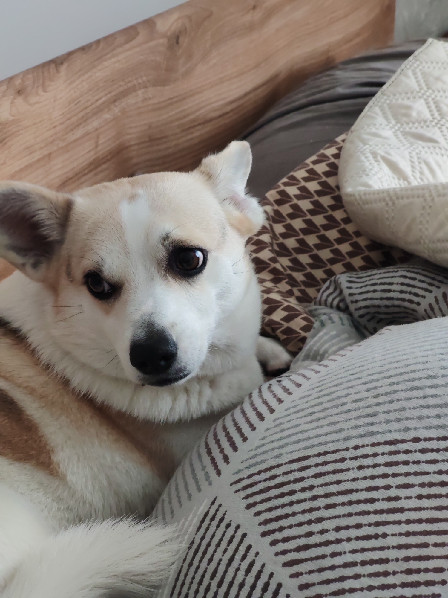 A dog is lying on a bed with various pillows. The dog is light-colored with brown markings and has a black nose. The bedding includes a pillow with a geometric brown pattern, a white pillow with a textured surface, and a pillow with brown and white stripes. A wooden headboard is visible in the background.