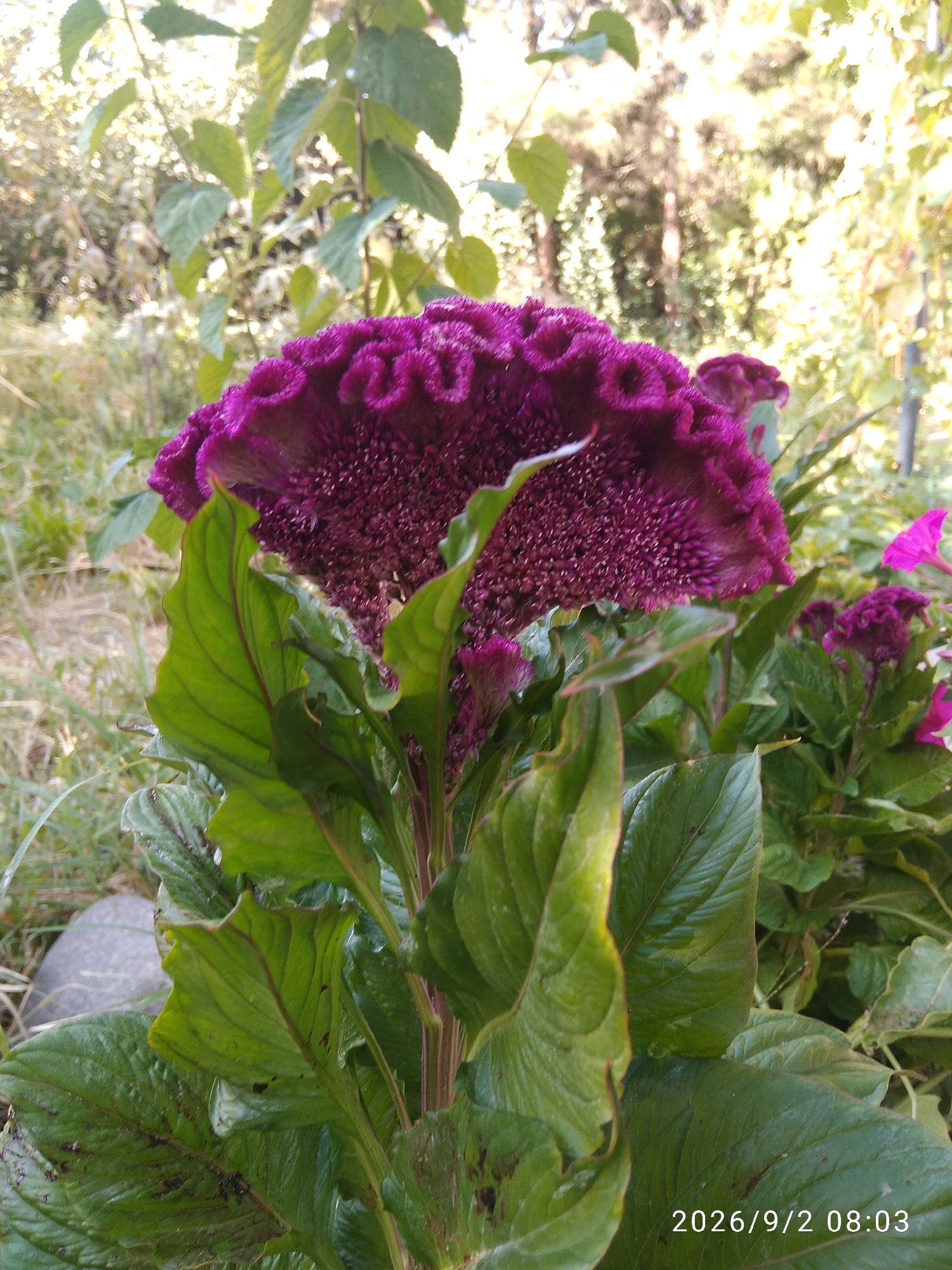 This is a close-up, eye-level shot of a vibrant purple Celosia flower, also known as cockscomb, in an outdoor garden setting. The flower's ruffled, velvety texture is highly detailed, with a deep crimson to magenta hue. Large, glossy green leaves with prominent veins are in the foreground, some with slight damage or discoloration. Behind the main flower, smaller, similar-hued Celosia blooms are visible, along with hints of pink flowers. The background is blurred, showing a mix of green foliage, tall grass, and trees, suggesting a naturalistic or park-like environment. A large, grey stone is partially visible in the lower left corner. The lighting appears to be natural sunlight, casting soft shadows and highlighting the textures of the plants. A timestamp in the bottom right corner reads "2026/9/2 08:03". The overall impression is one of natural beauty and detailed botanical study. While the image itself does not explicitly indicate Tashkent, Uzbekistan, the presence of Celosia flowers is common in the region's gardens and parks, particularly during the late summer and early autumn months.