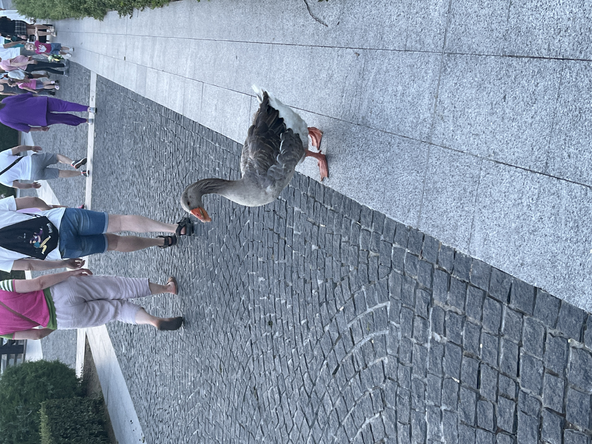A goose stands on a granite pathway next to a cobblestone path. In the background, several people are walking on the cobblestone path. The scene appears to be outdoors, possibly in a park or public area. The image does not contain enough information to determine the specific location within the city of Dnipro, Ukraine.